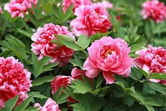月月花开岁岁红（图4）