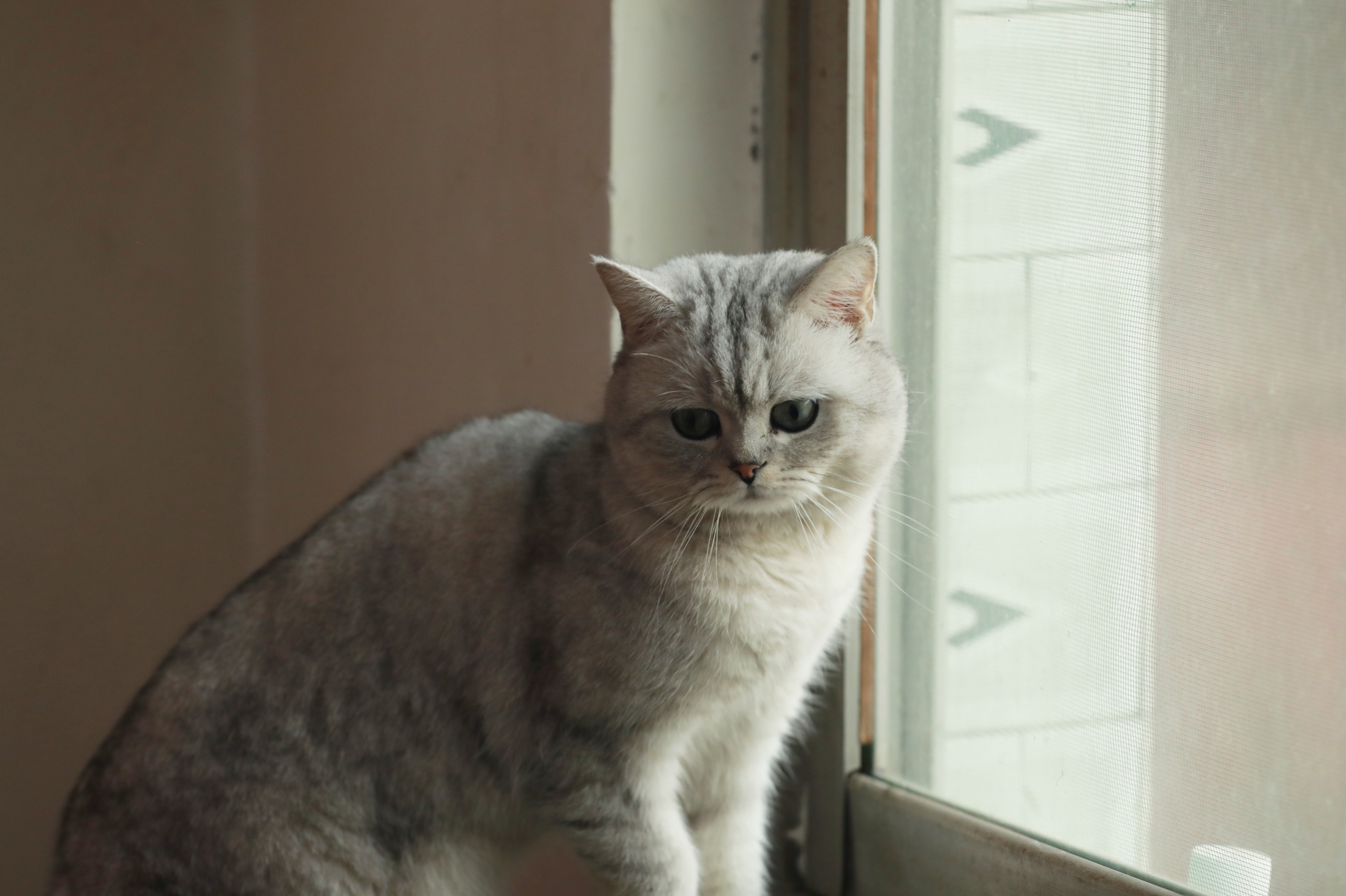 拍了几张回来在网上查了查,才知道此猫名叫银渐层,还是只名贵的猫