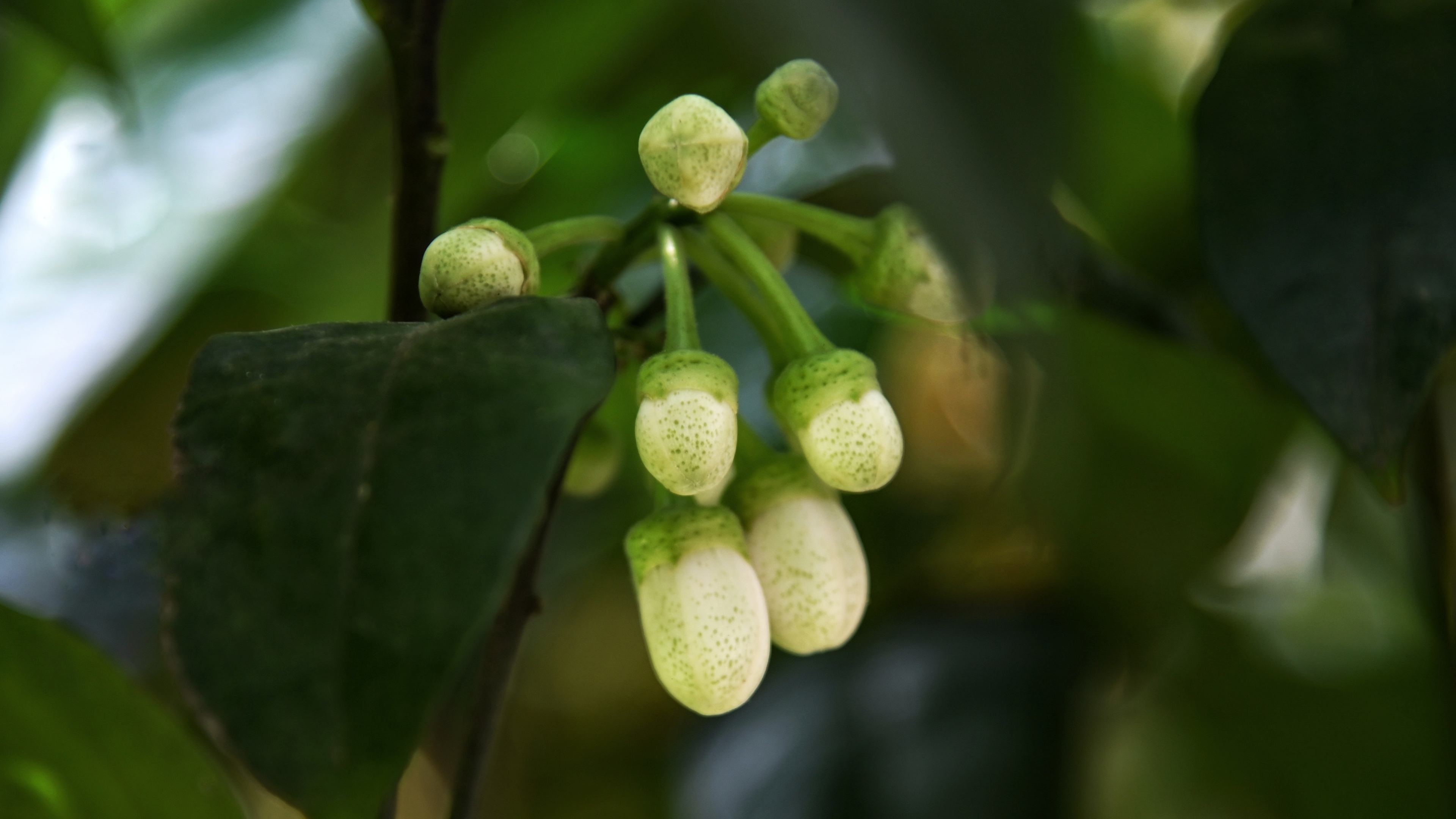 柚子树开花《首发》