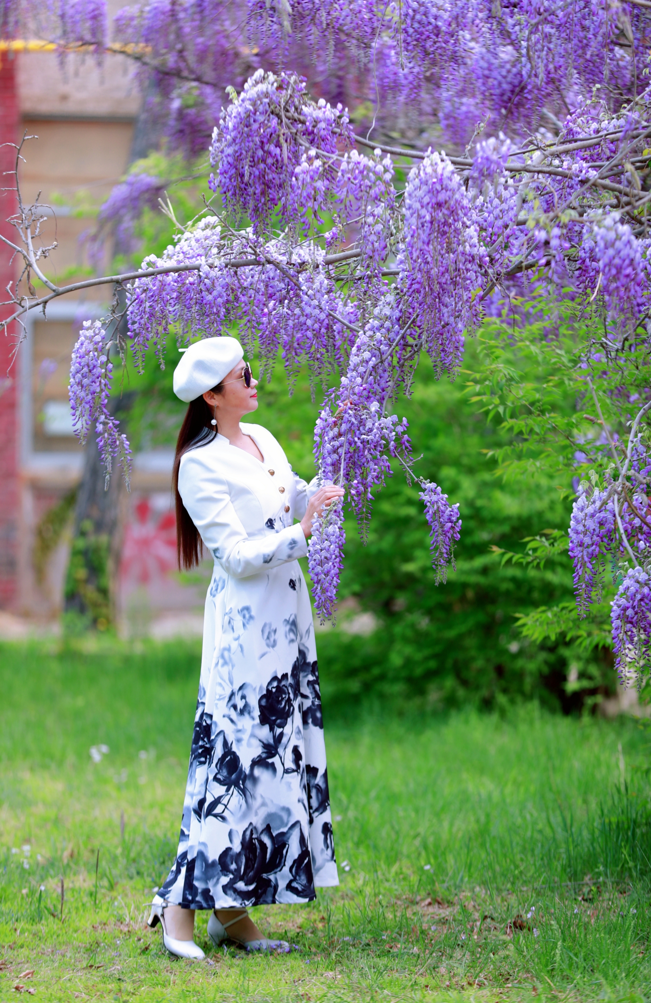紫藤人像(250幅)