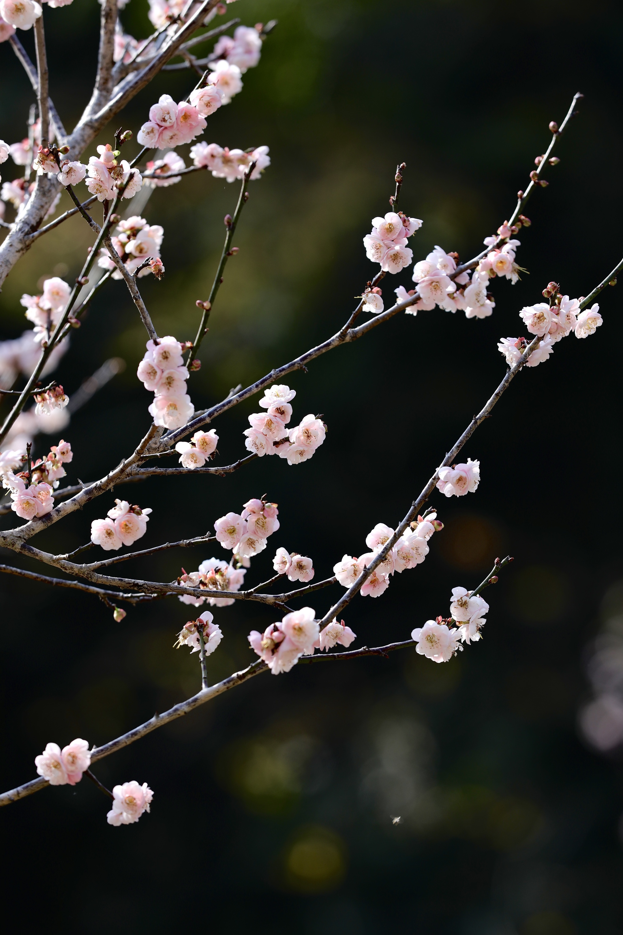 首发宫粉梅花一