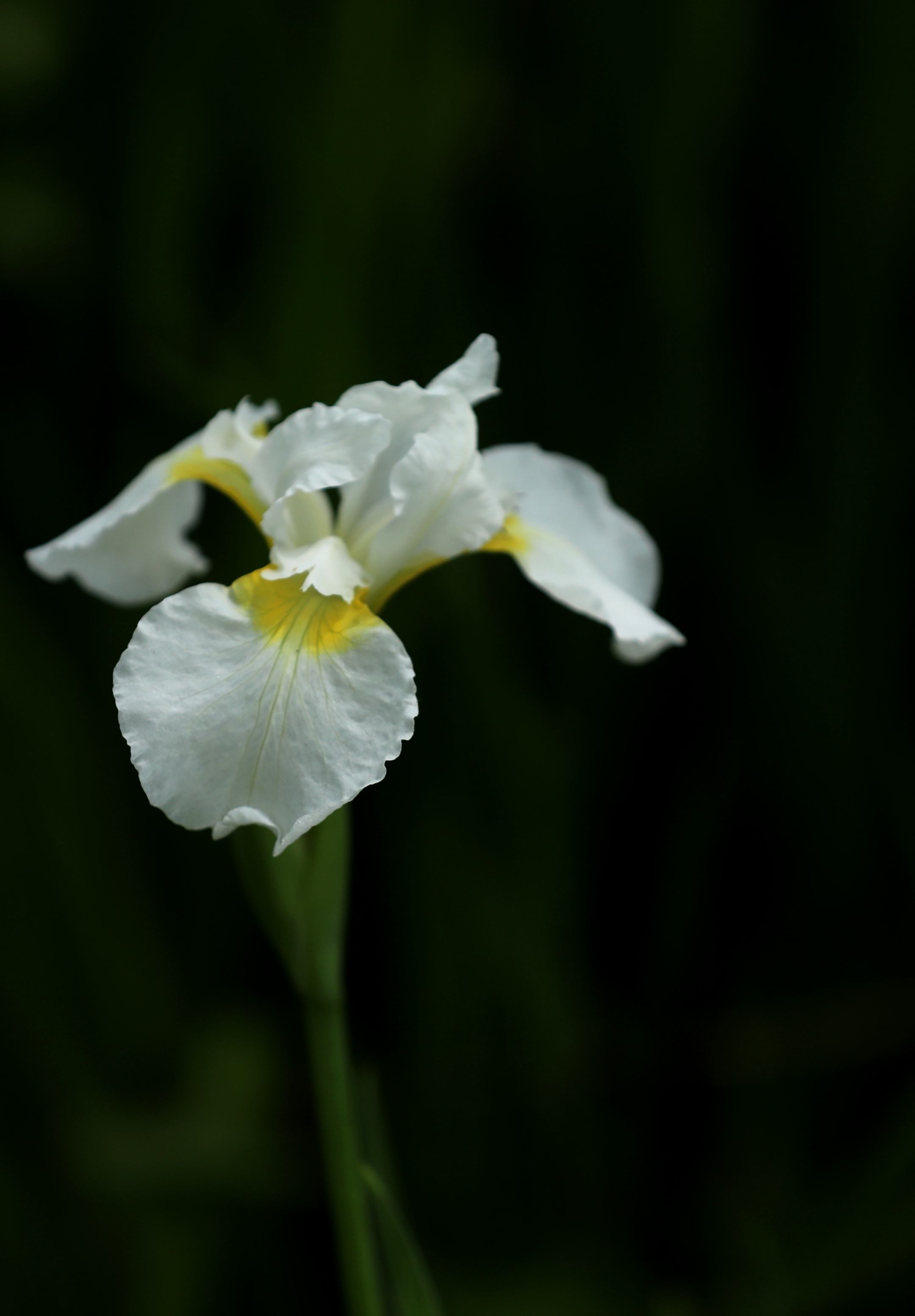 首发白色鸢尾花