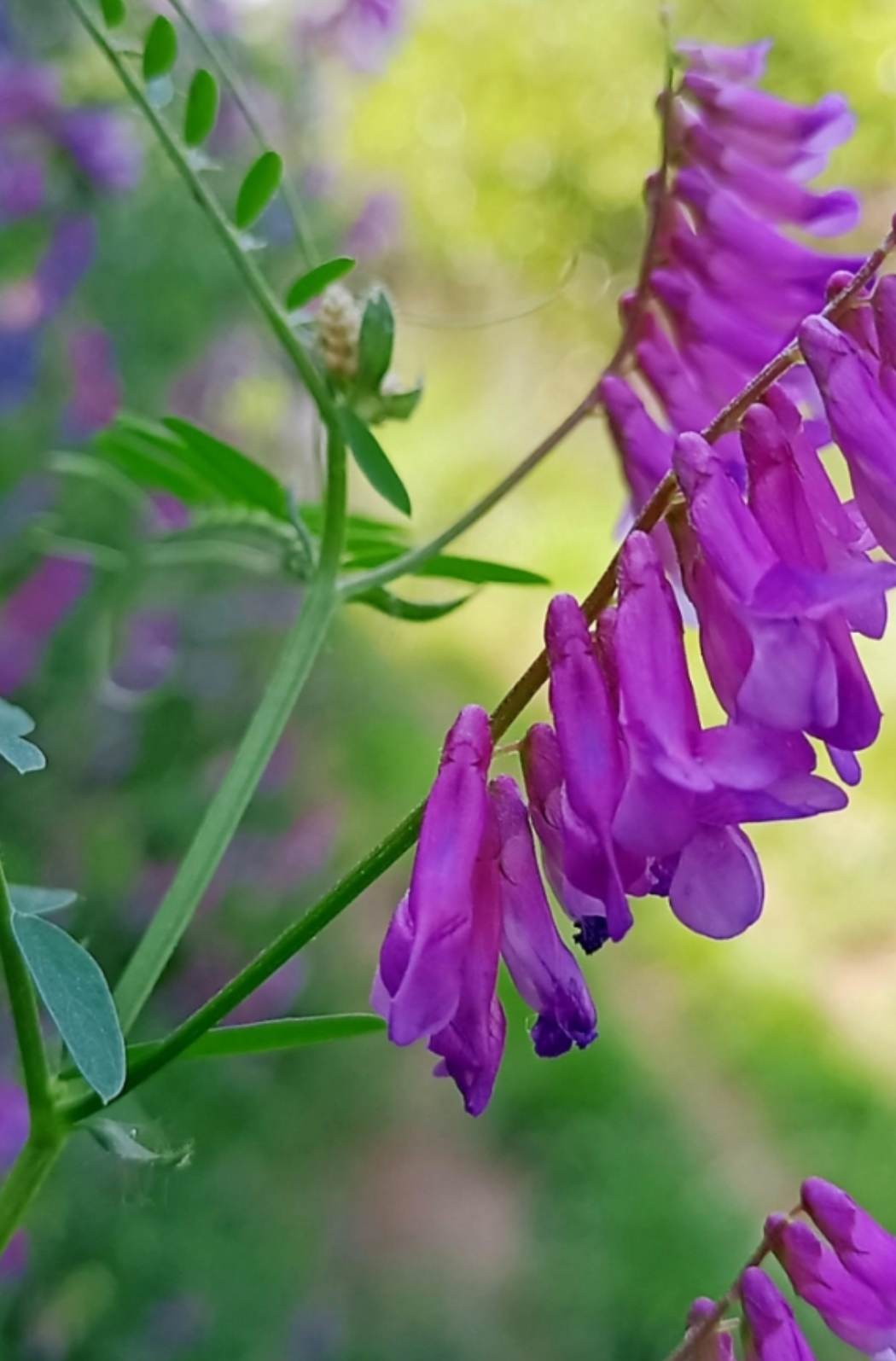 野豌豆花