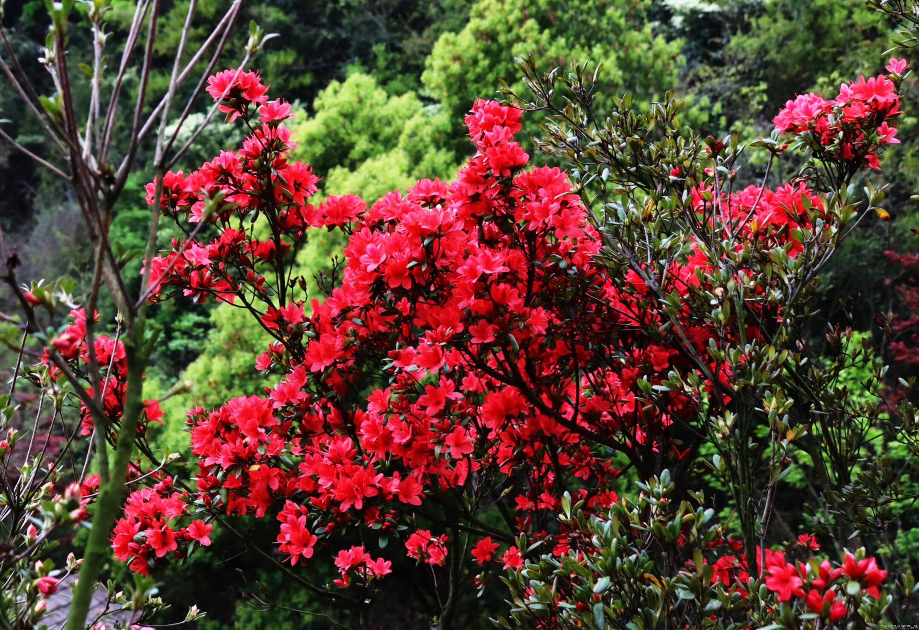 首发杜鹃花放漫坡红