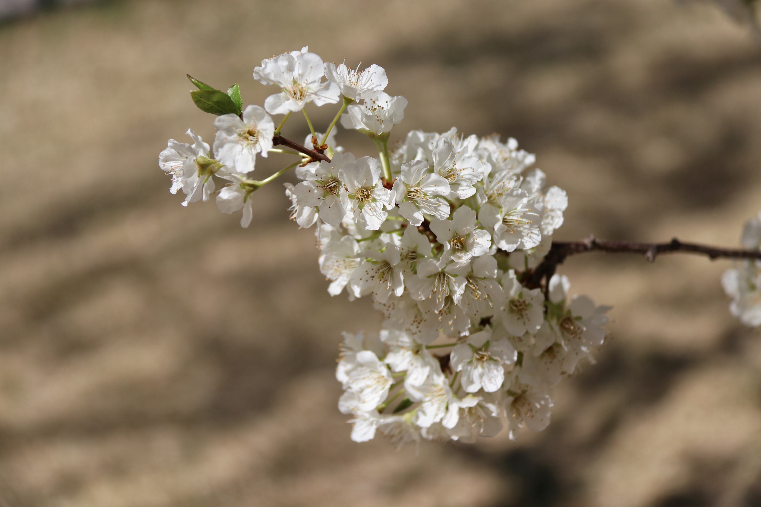 李子花