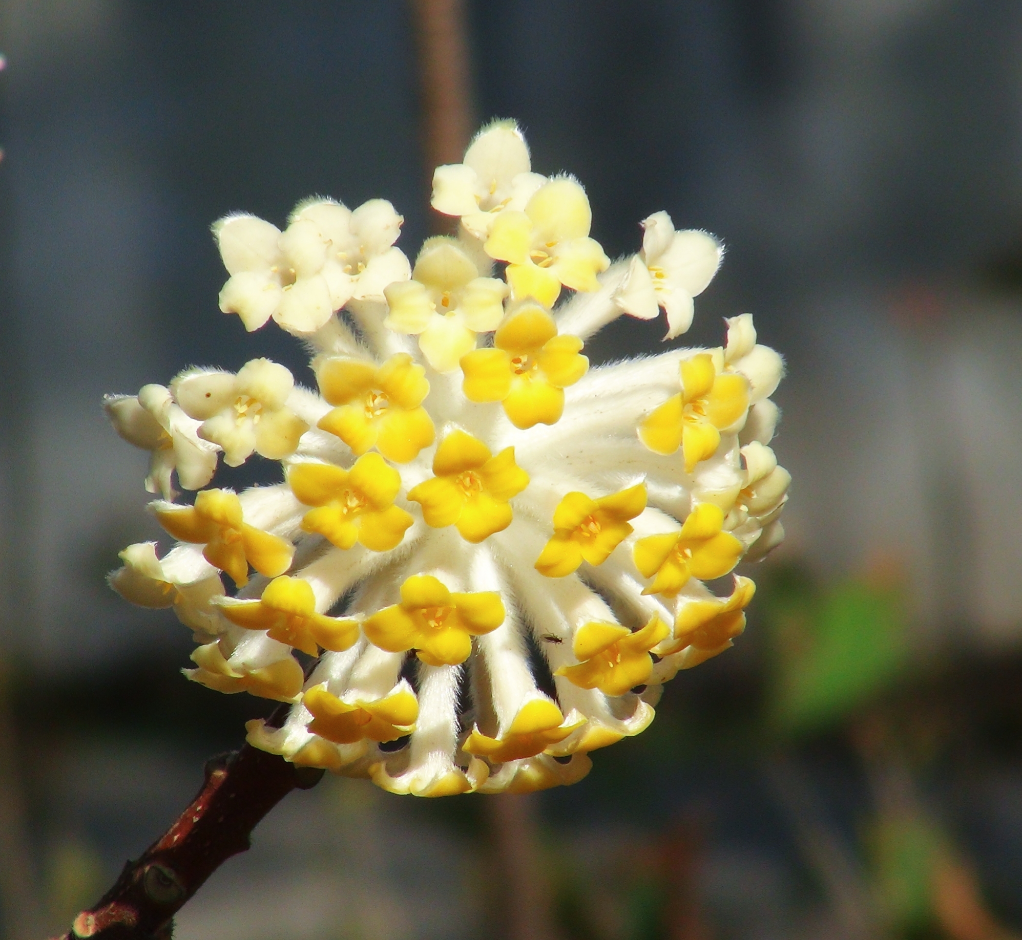 又见结香花