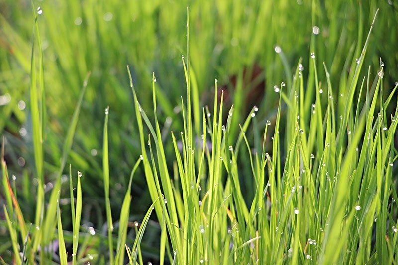 《小草的心》诵读～天街小雨-未知  00:00   