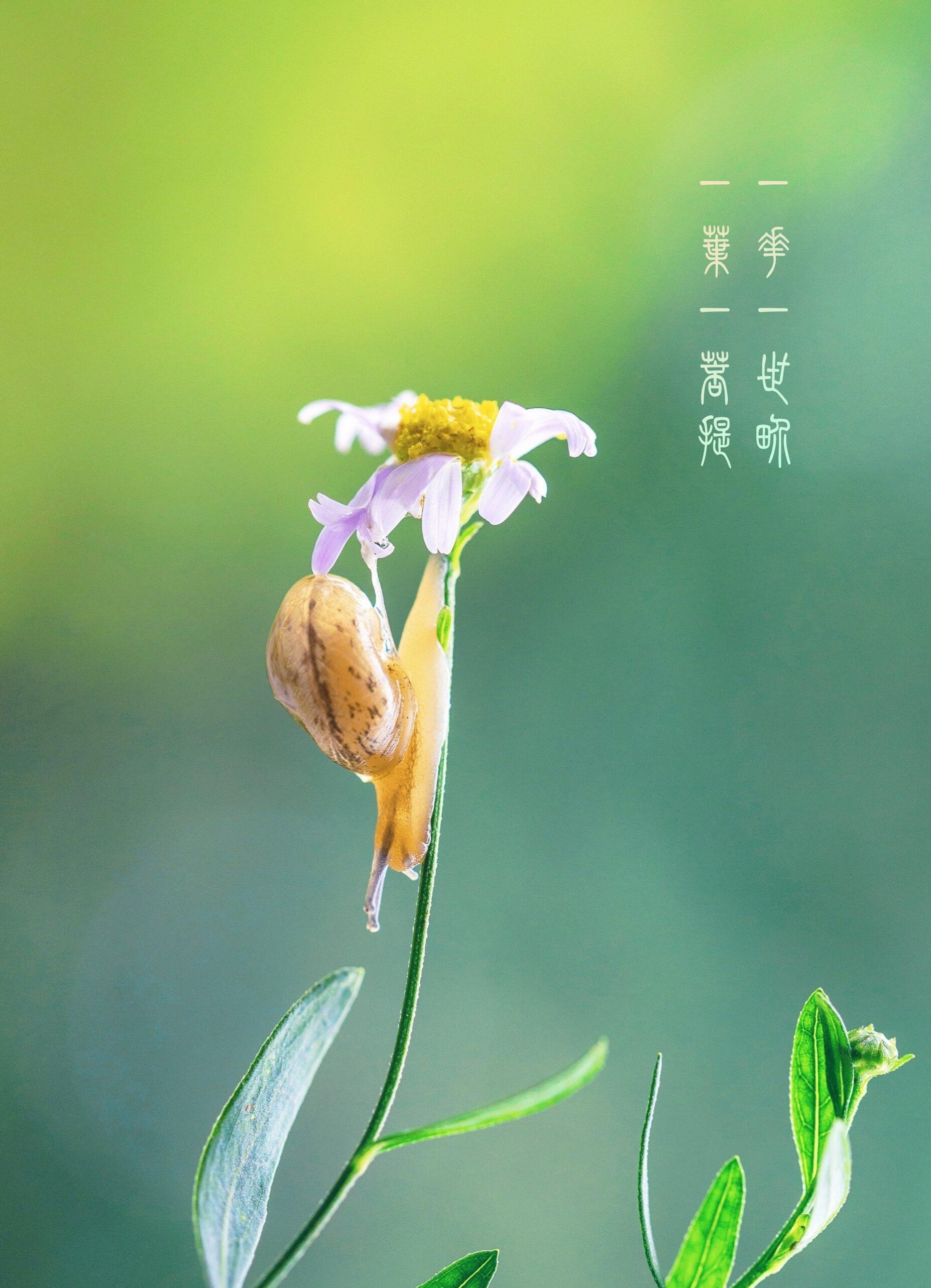 佛曰:一花一世界,一木一浮生,一草一天堂,一叶一如来,一砂一极乐,一方