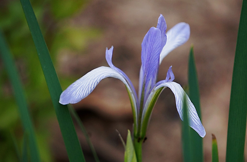 马兰花