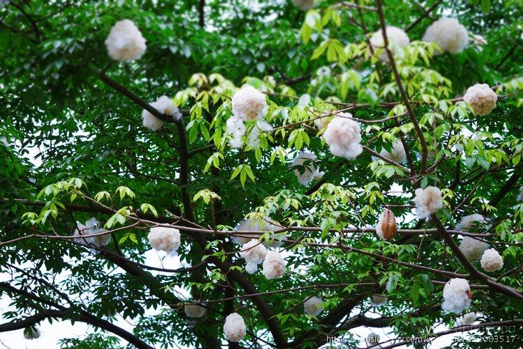 首发广州街头异木棉树上挂满了棉花圆滚滚的好像小雪球