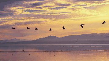萧瑟秋风 吹白了我的鬓发 难徒的大雁 匆匆飞上蓝天 江水用发黄的