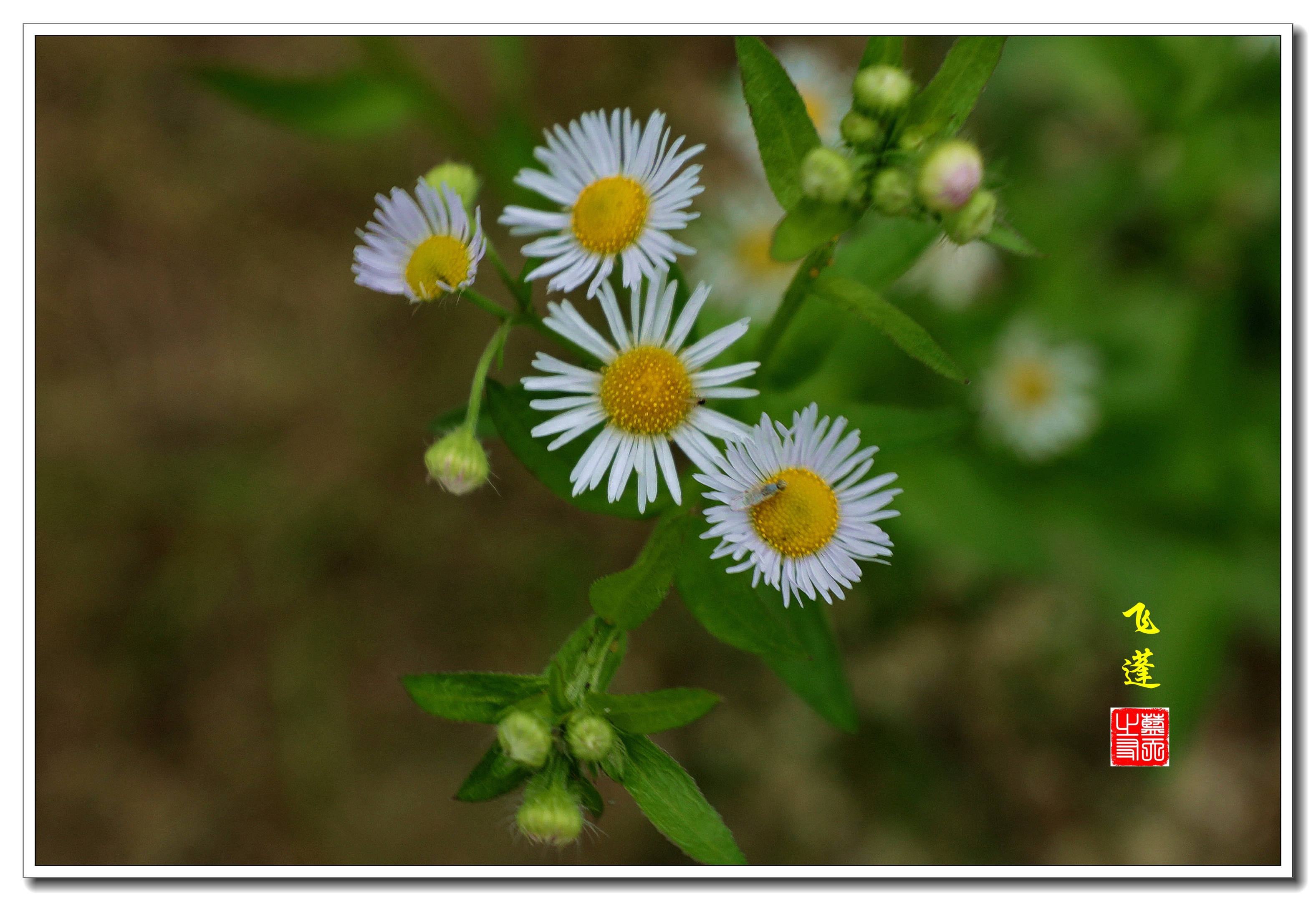 【首发】小小飞蓬草 花美功效高