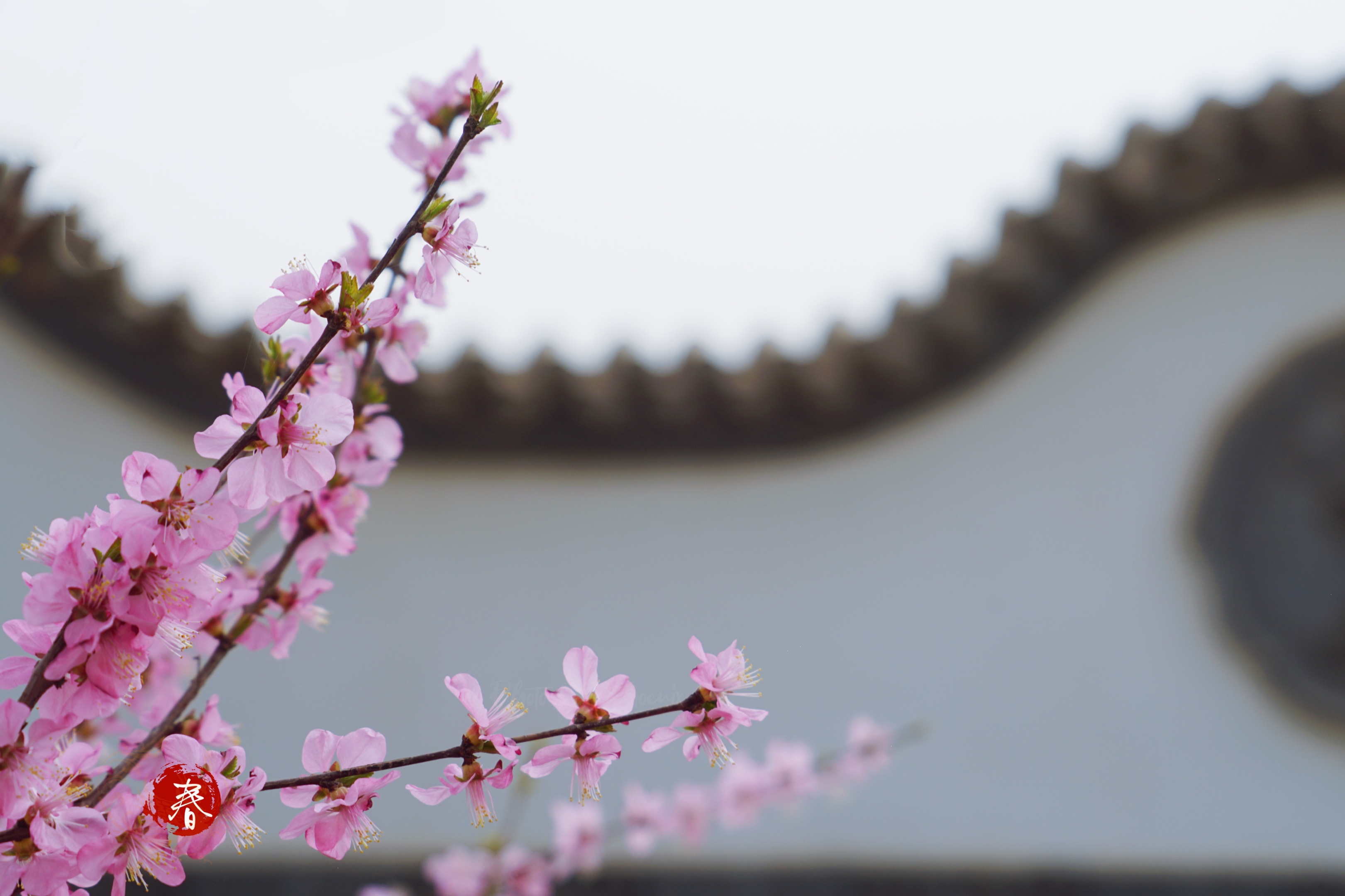 墙外开花墙外红[首发]