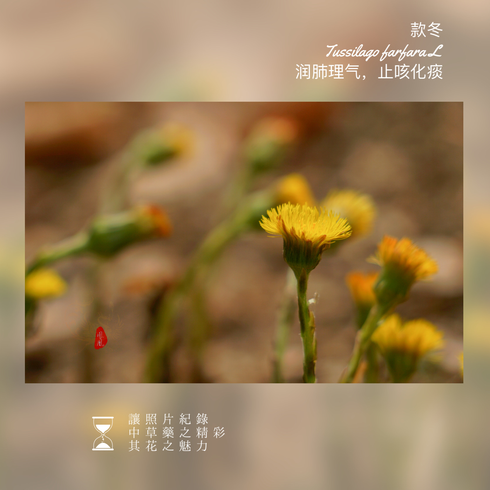 学名:tussilago farfara l. 是菊科款冬属植物.多年生草本.