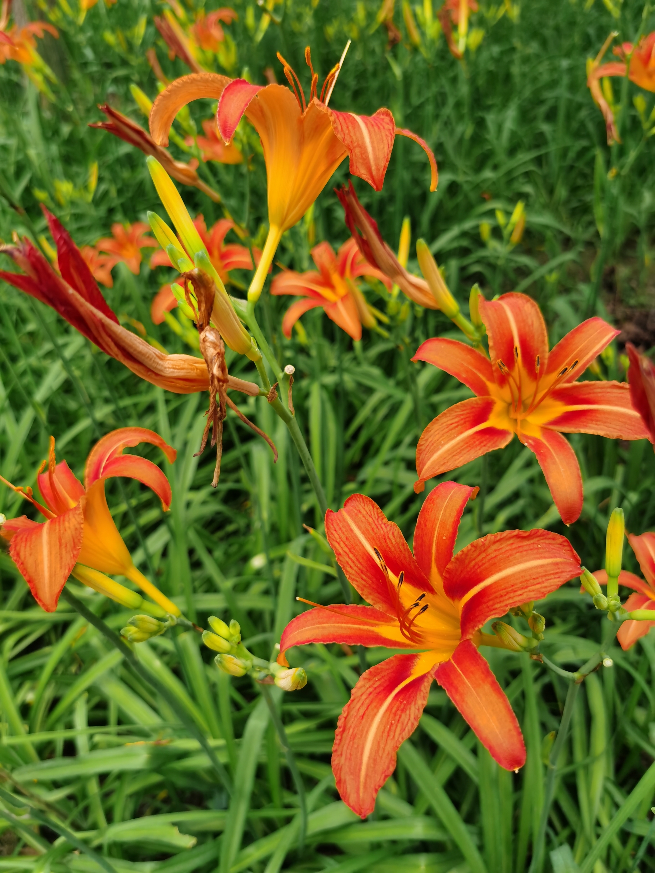 萱草花美 花蕊更美【首发】