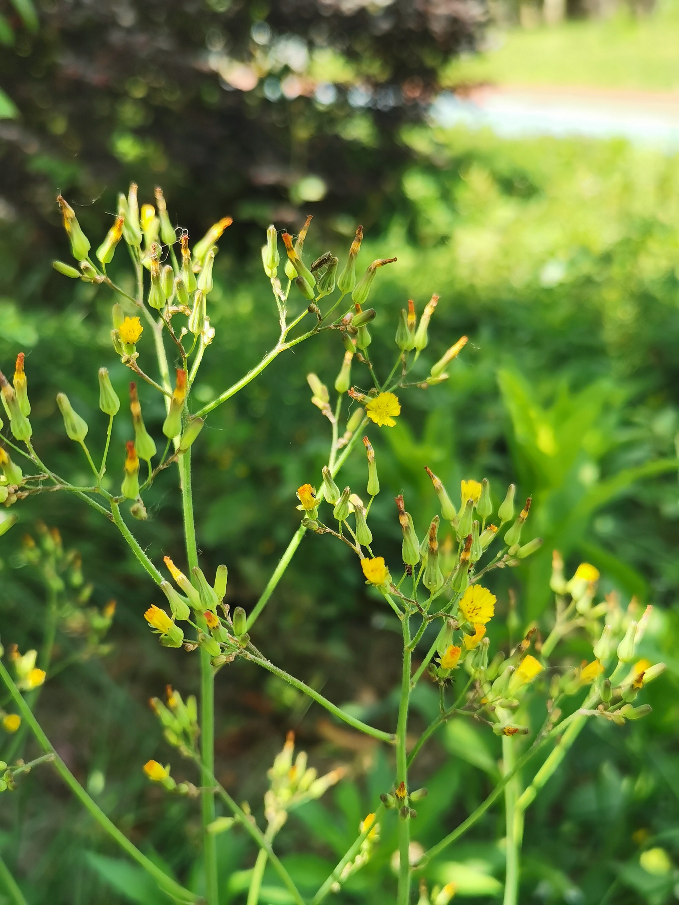 黄鹌菜