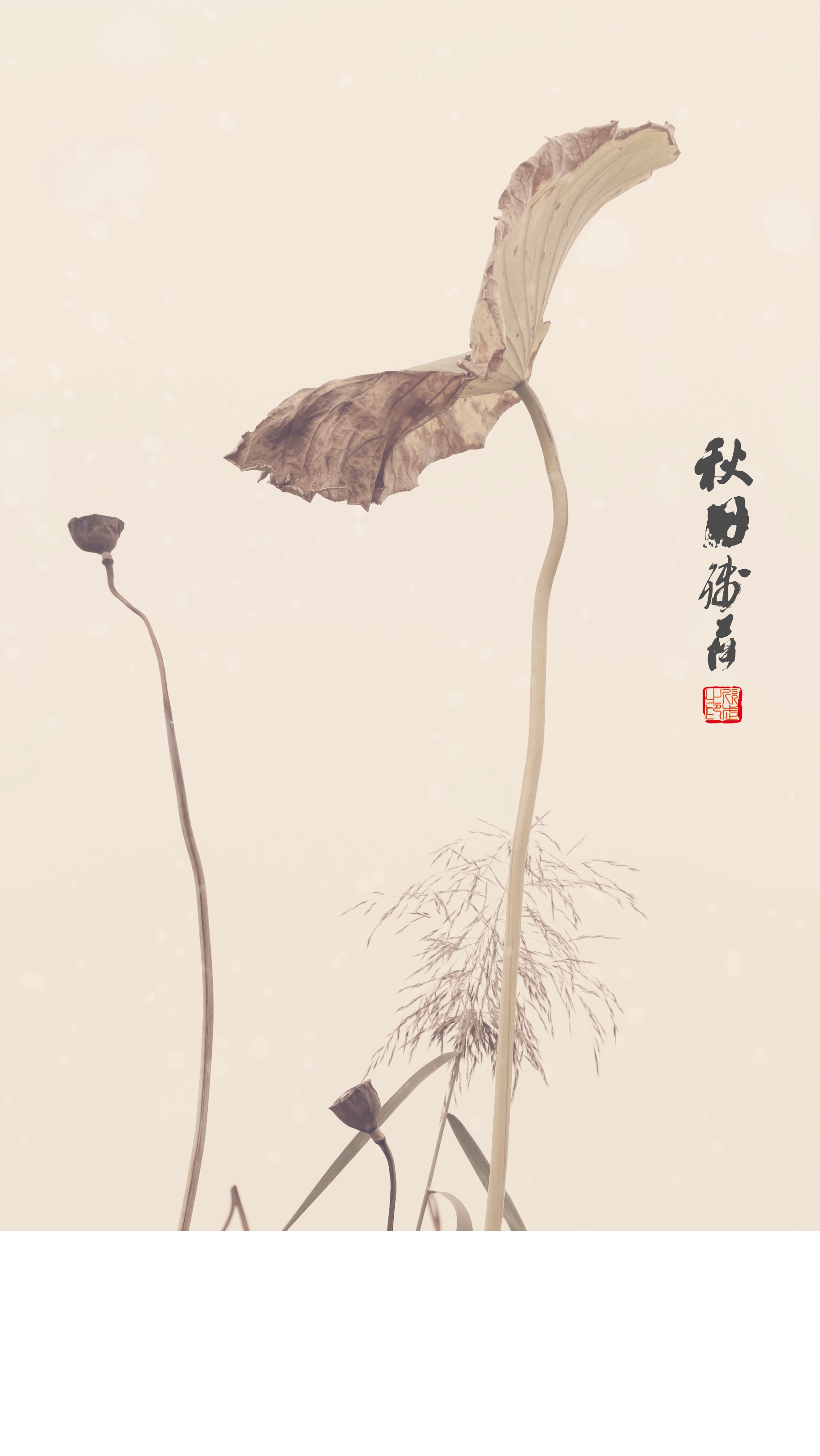 残荷之美画意摄影