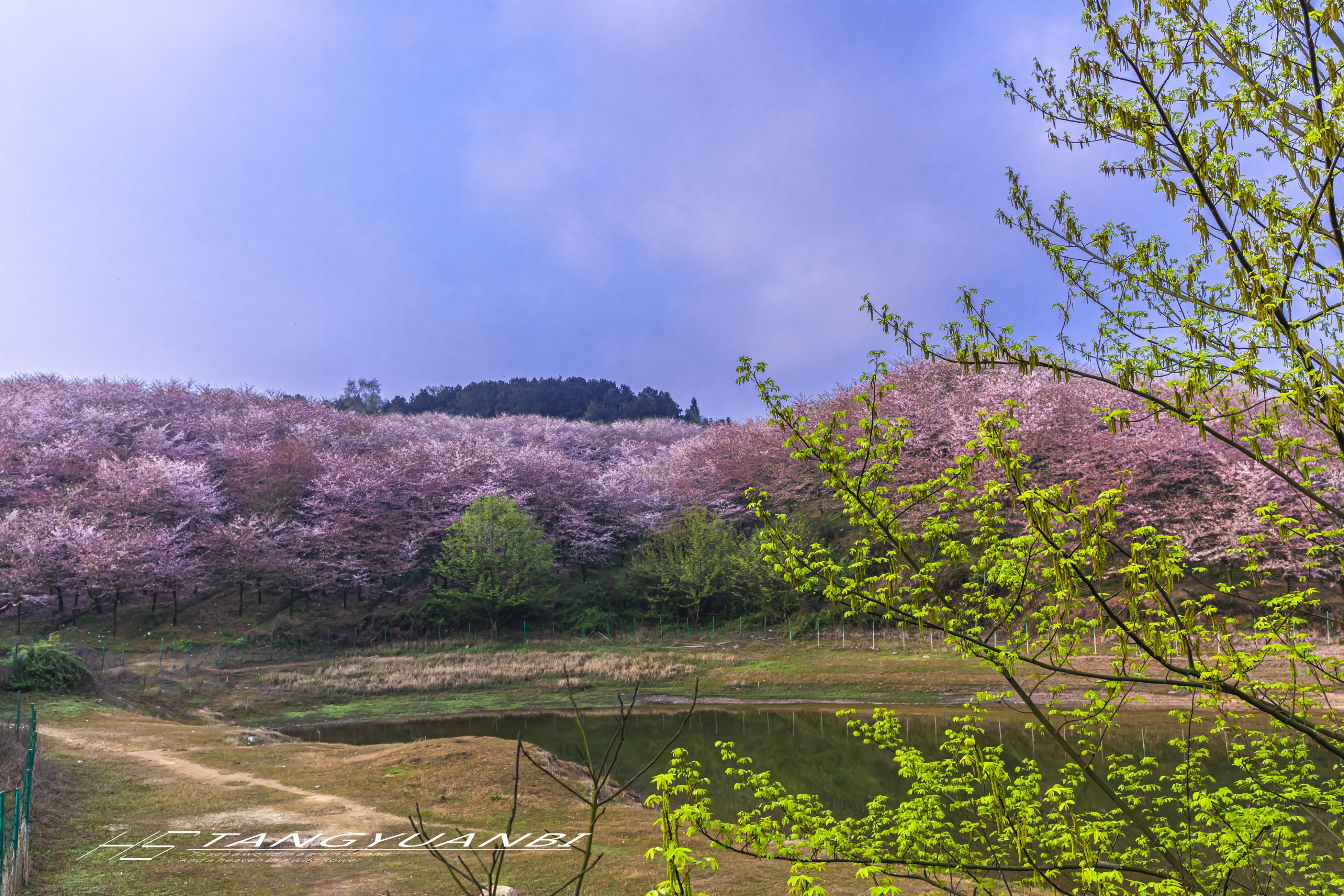 平坝樱花园