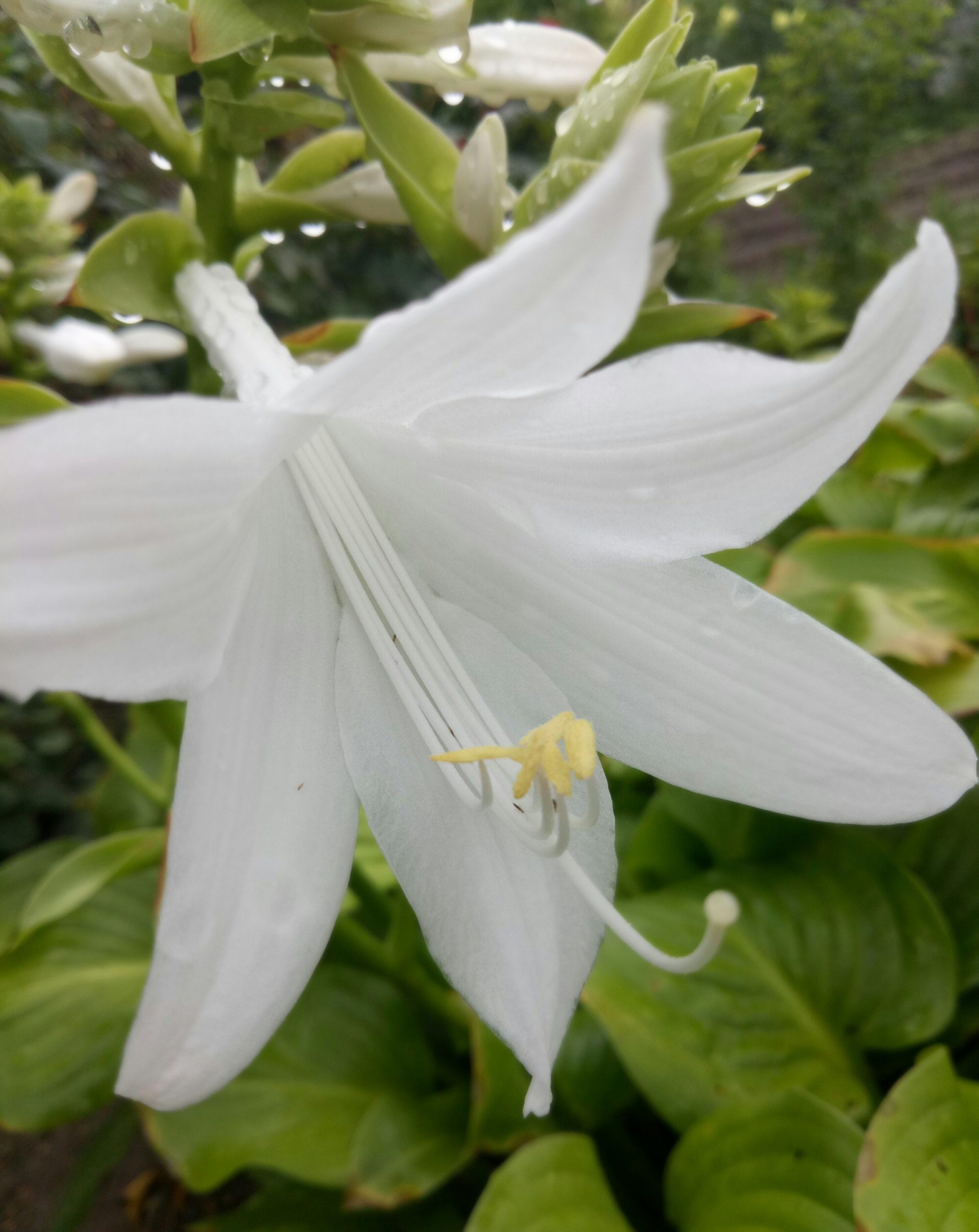 【首发】玉簪花