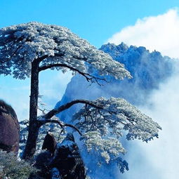 五律    大雪 数日飞花舞,凝眸玉岭寒.