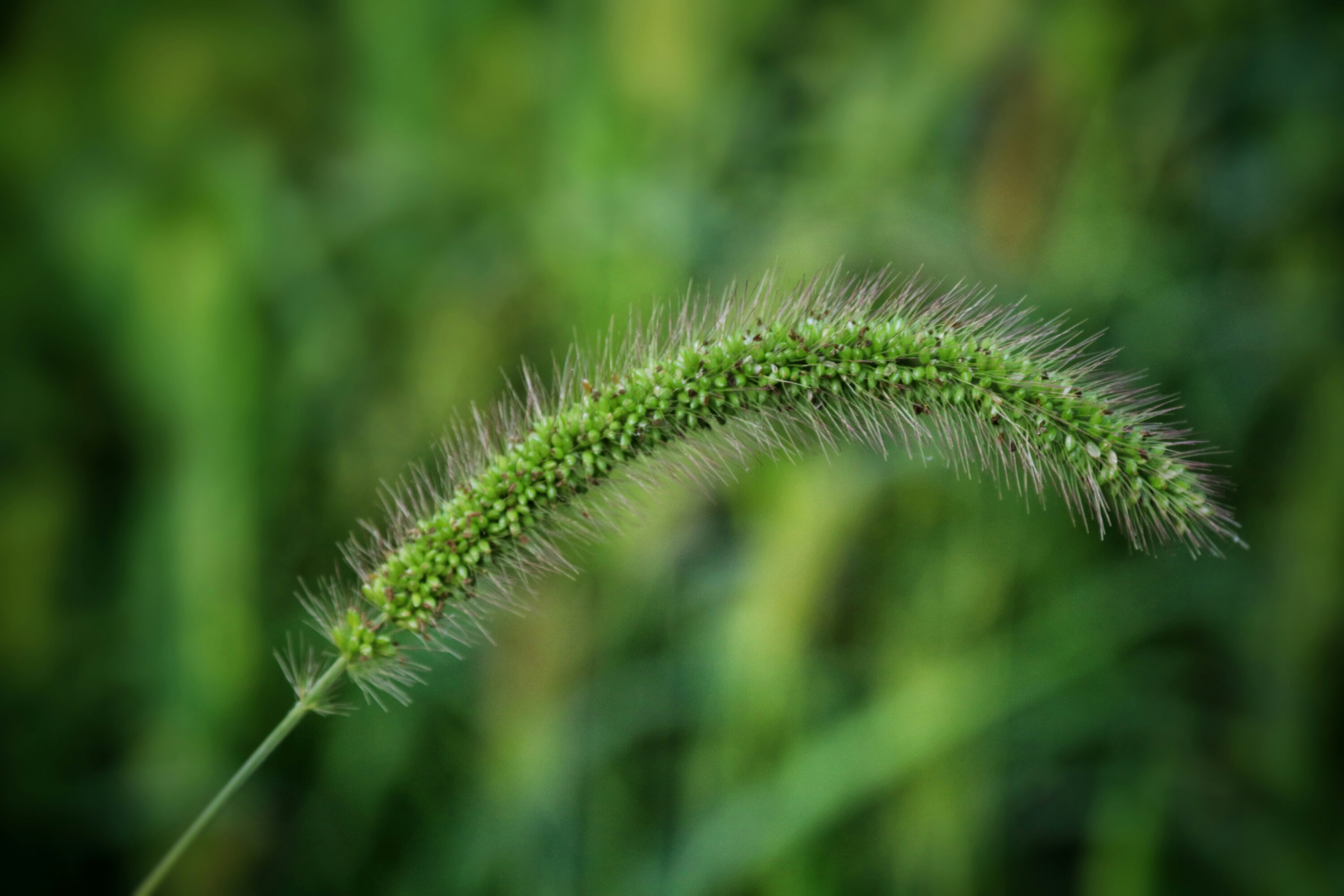 狗尾巴草