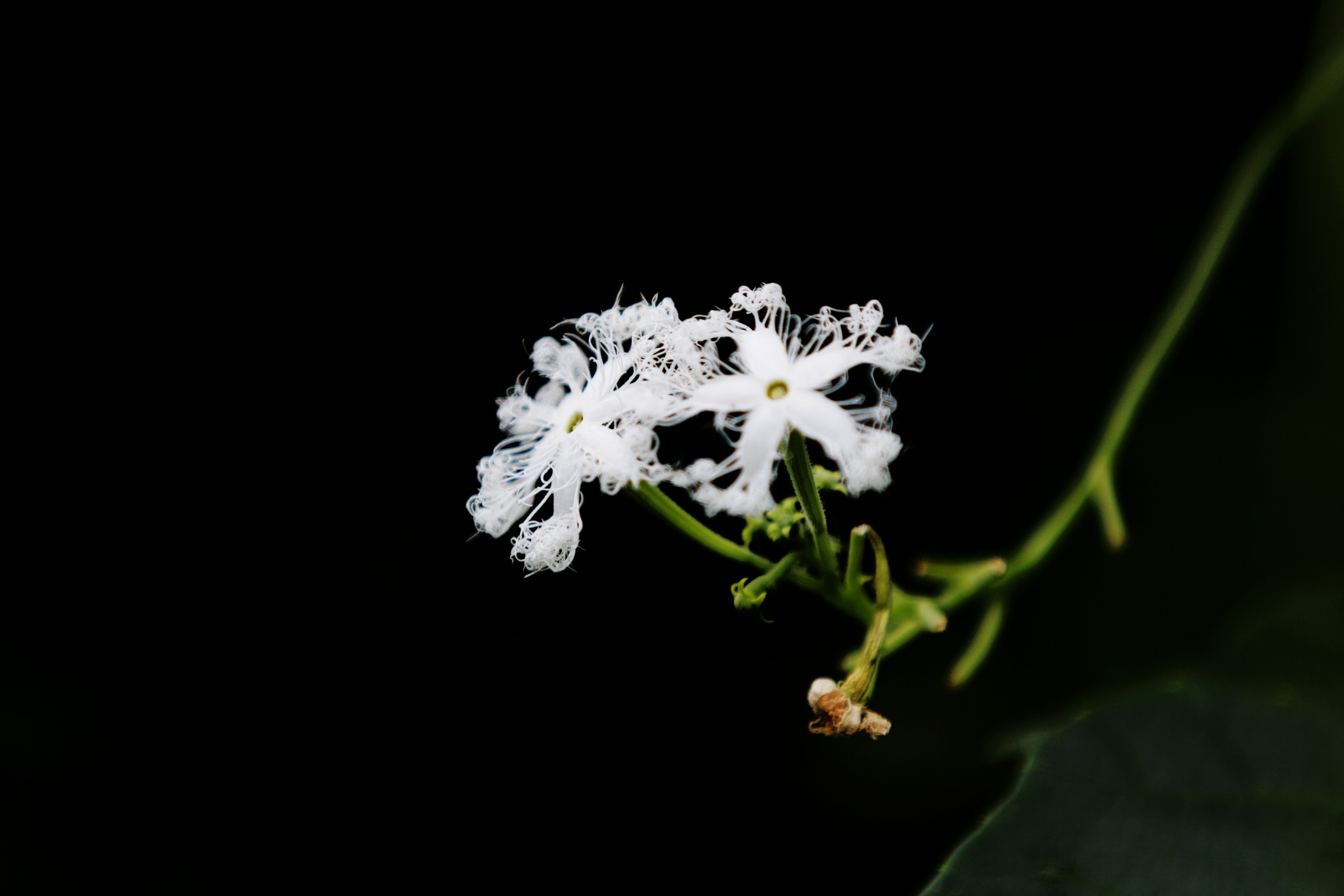 蛇瓜花