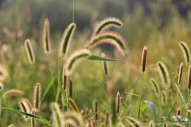 狗尾巴草