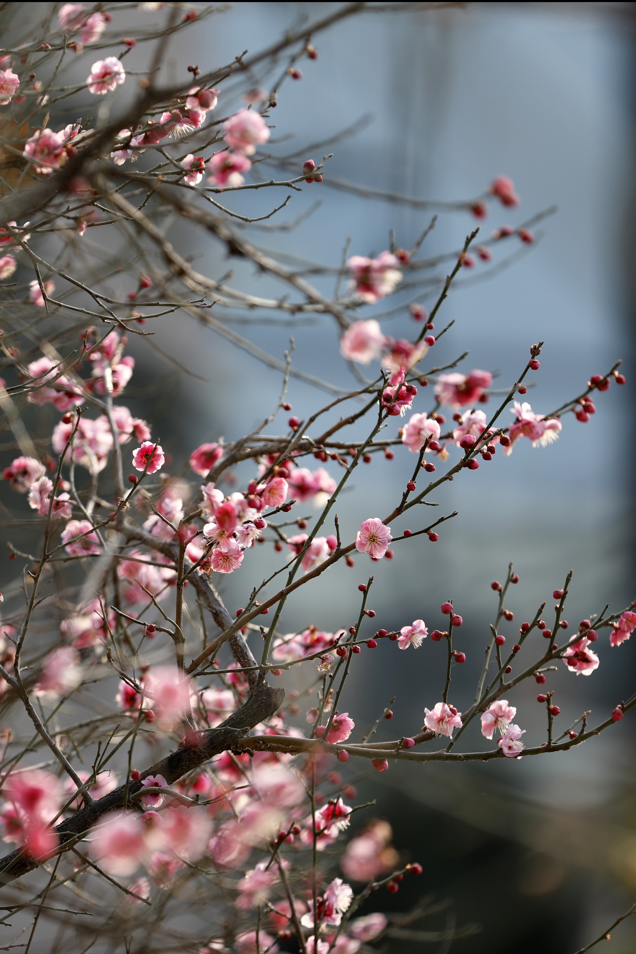 临近春节,西安的梅花开得正旺,有迎春之势.