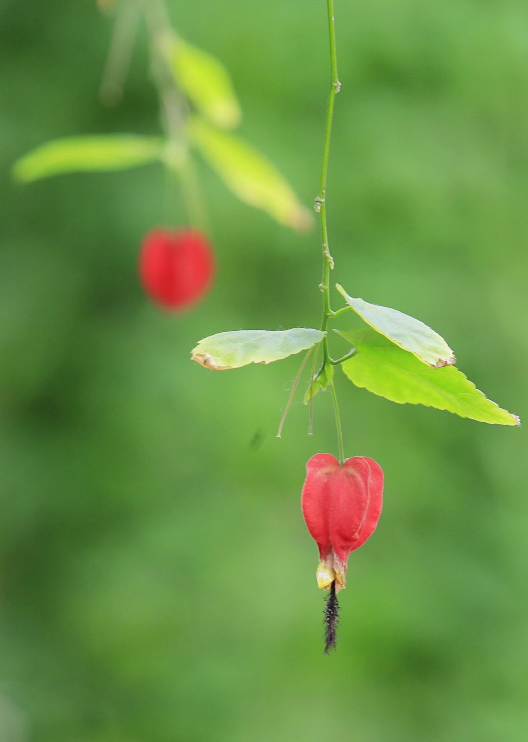 灯笼花