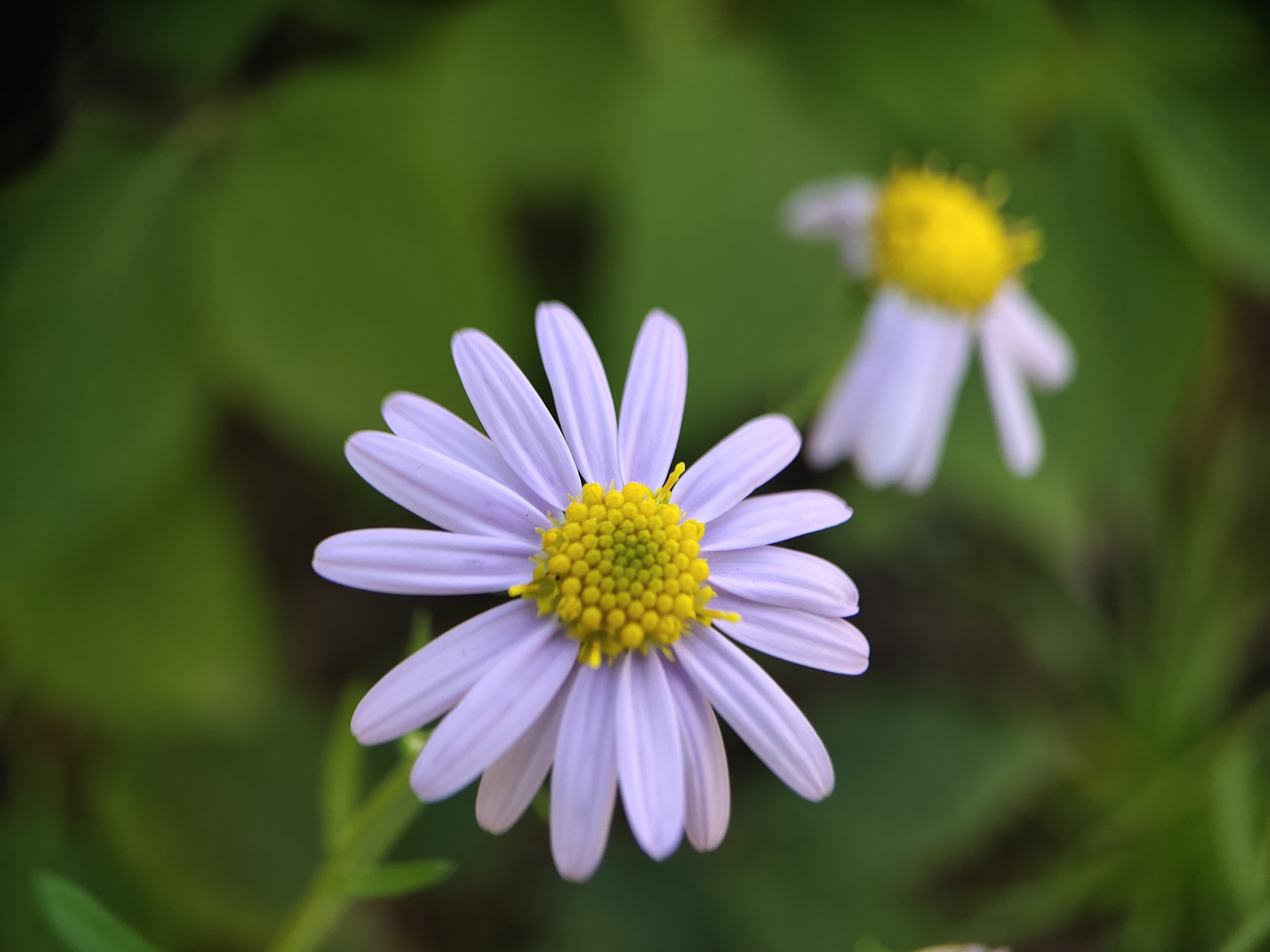 (首发)淡淡紫苑花