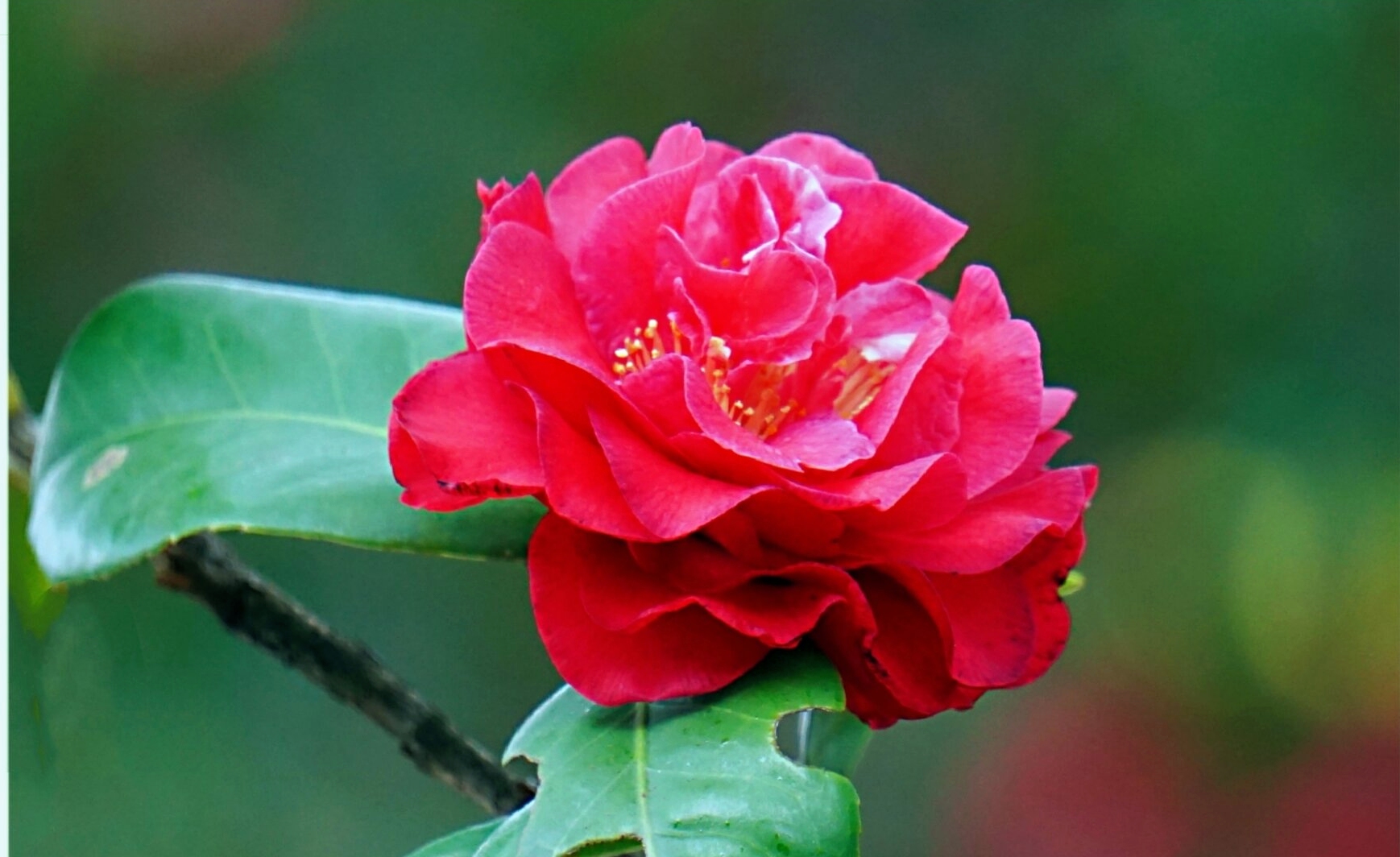 山茶花开红艳艳(首发)