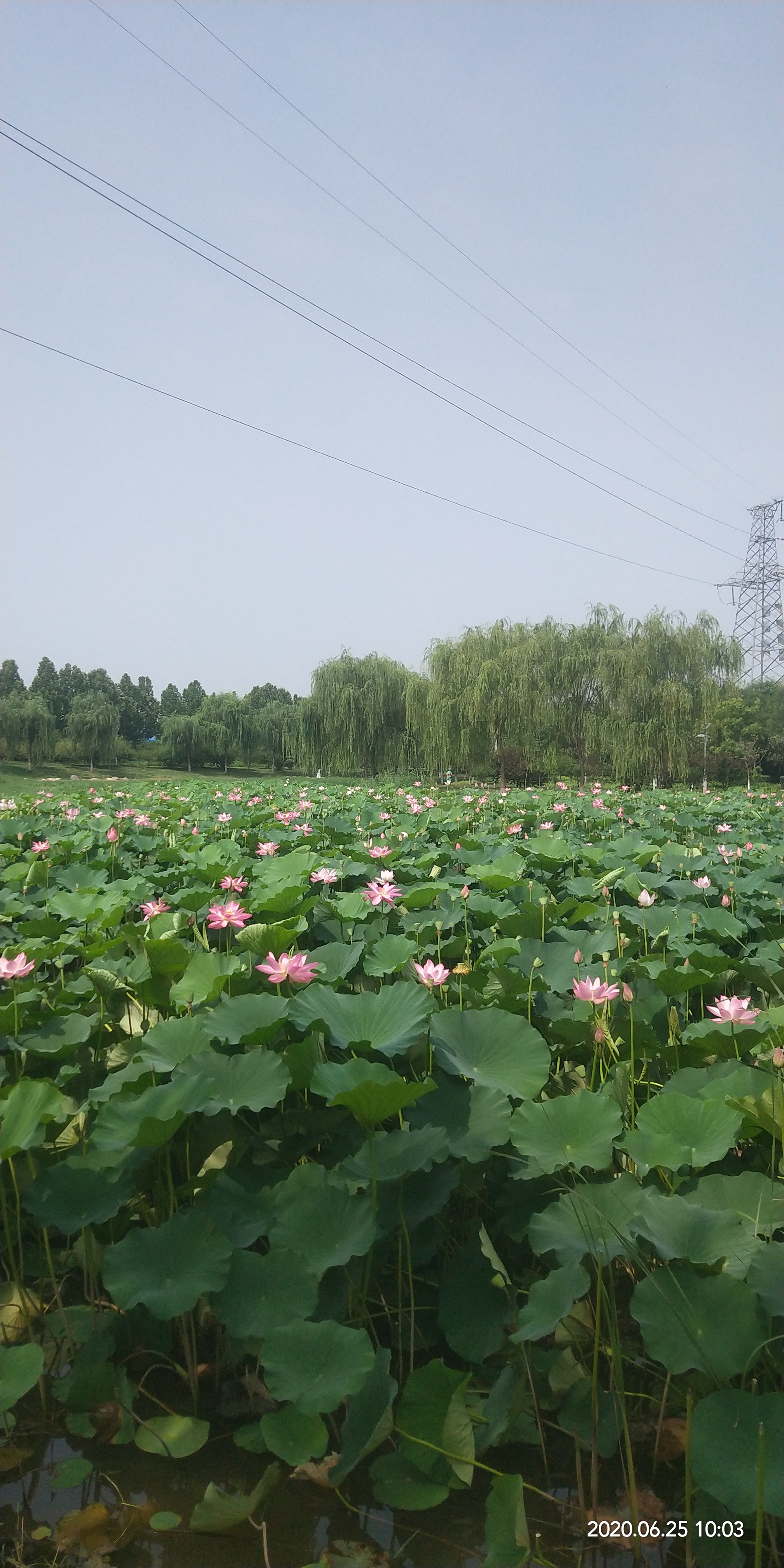 荷塘风景