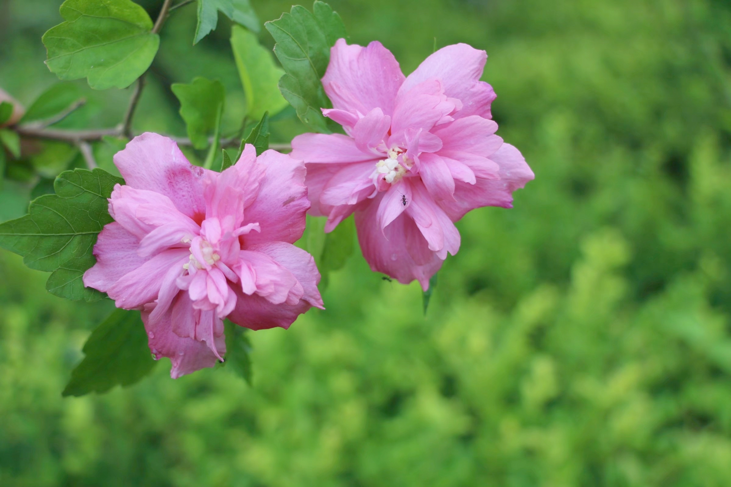 木槿花