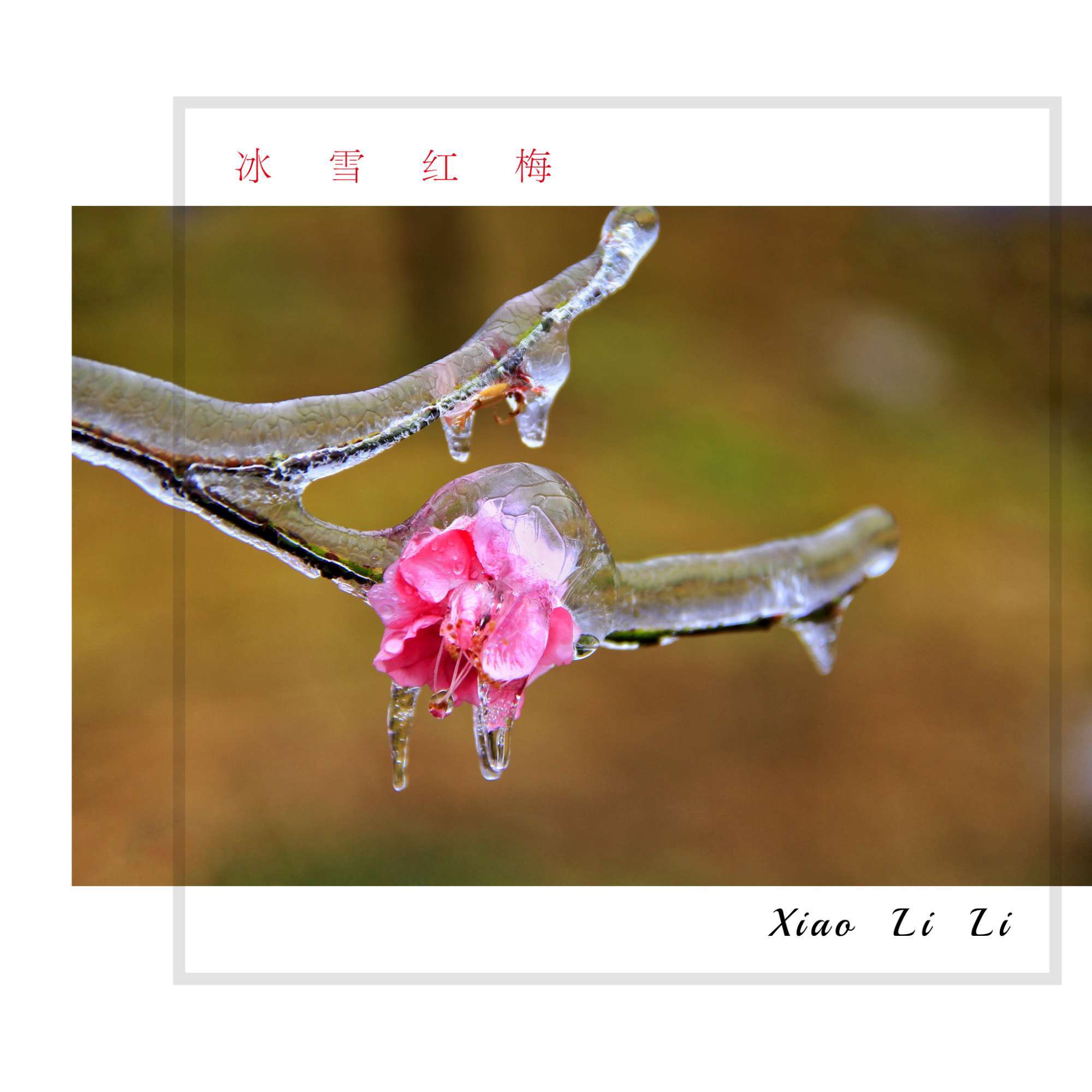 梅花在冰雪中傲然挺立,千姿百态的琼枝玉树营造出如诗如画的美景,朵朵