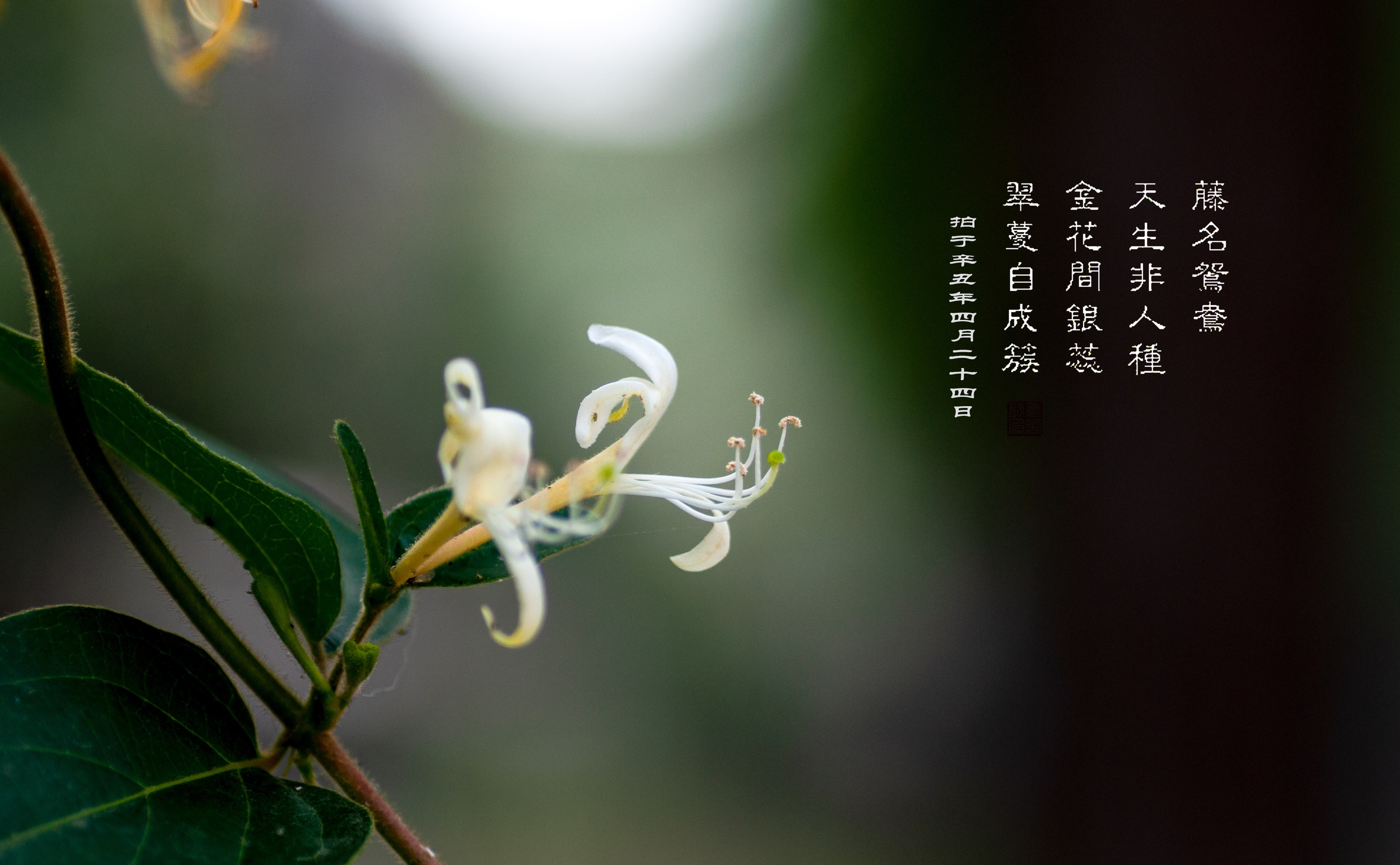 忍冬金银花