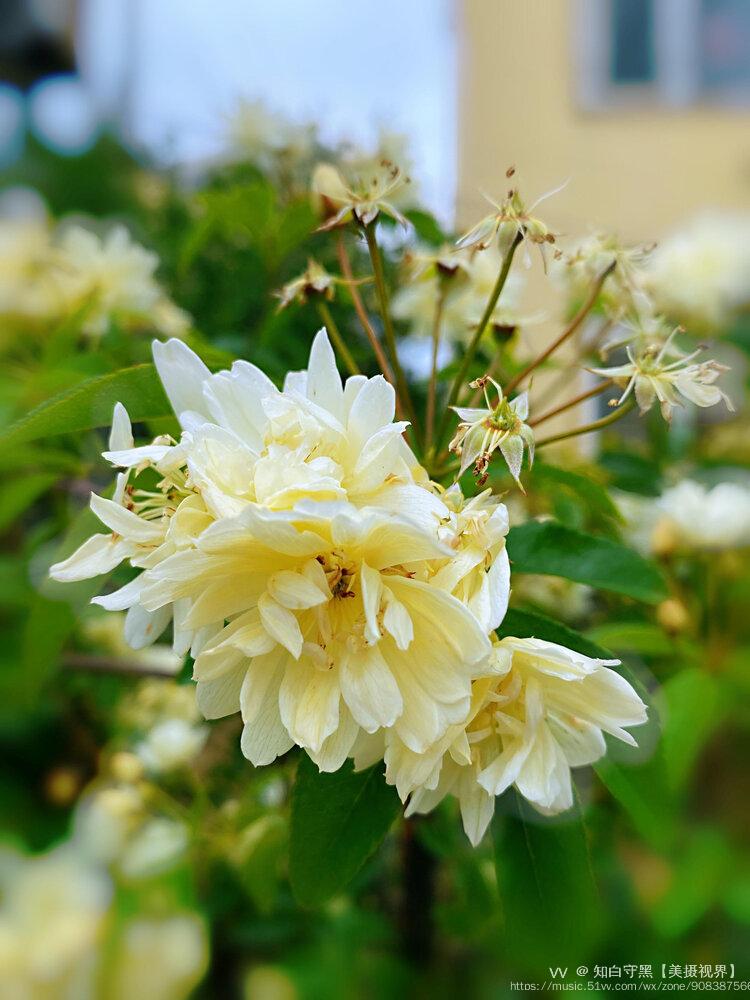 木香一年开一次花,花期在四五月份.