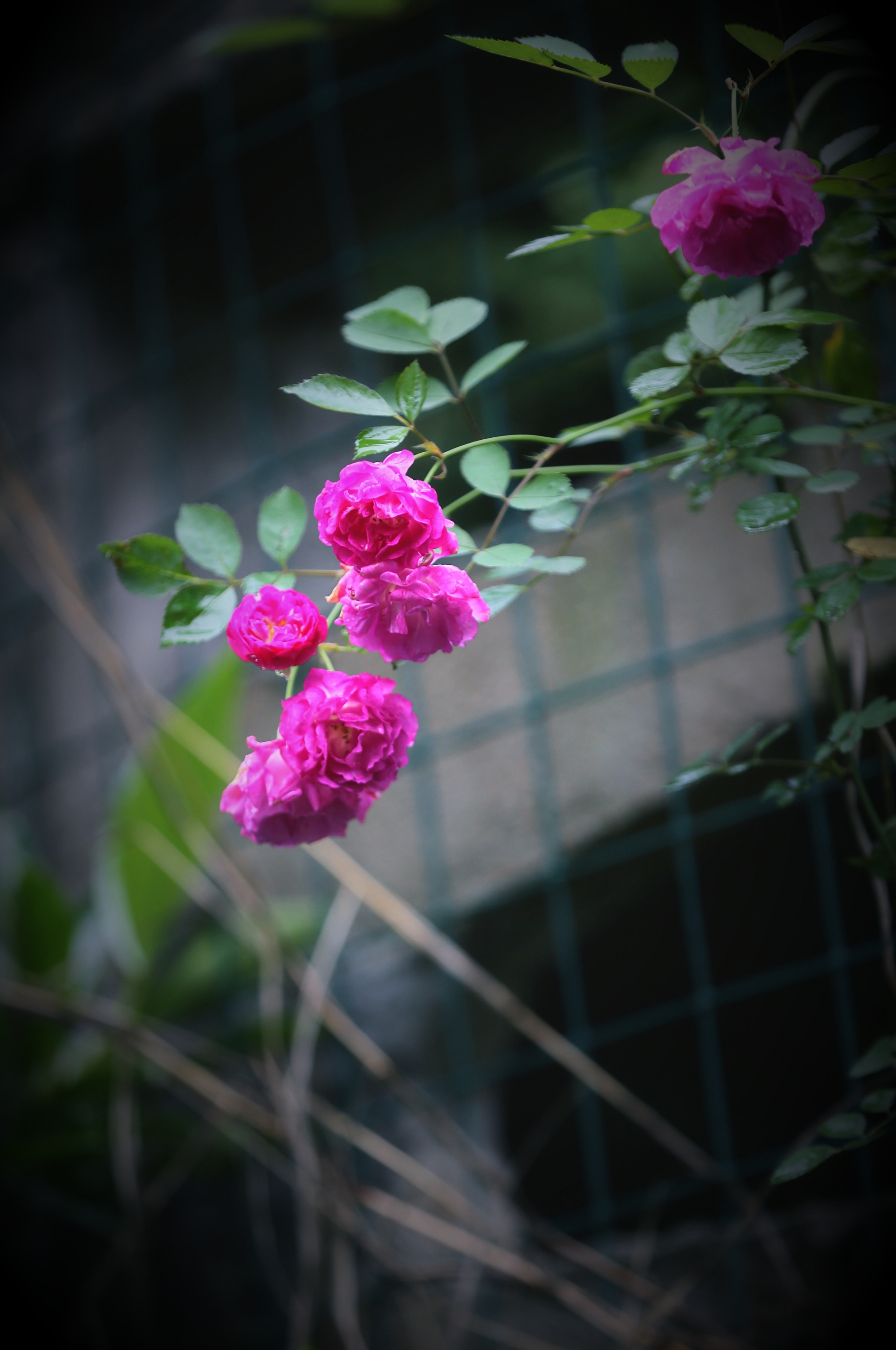 《蔷薇花》2021年4月17日摄于浙师大