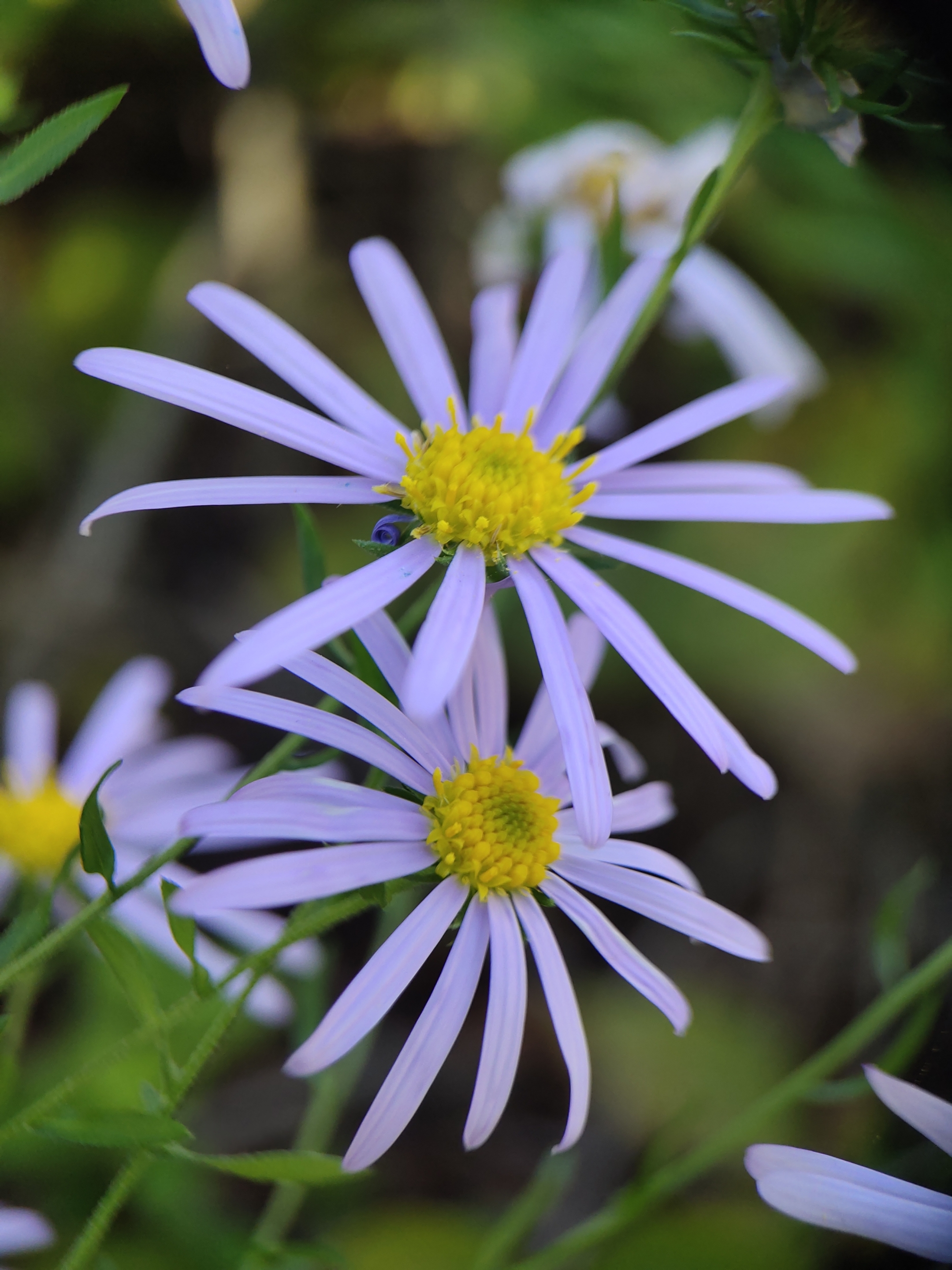 (首发)淡淡紫苑花