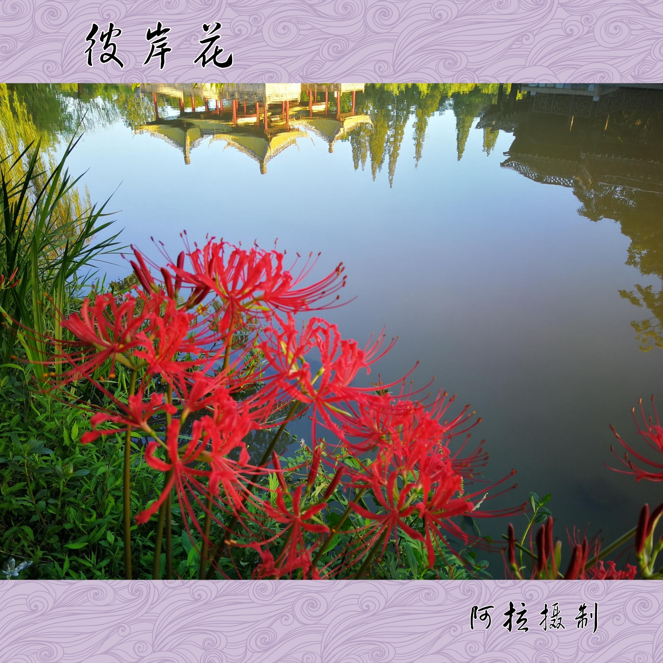 彼岸花,石蒜科石蒜属,又名红花石蒜,龙爪花,曼珠沙华,扬州人爱称"螃蟹