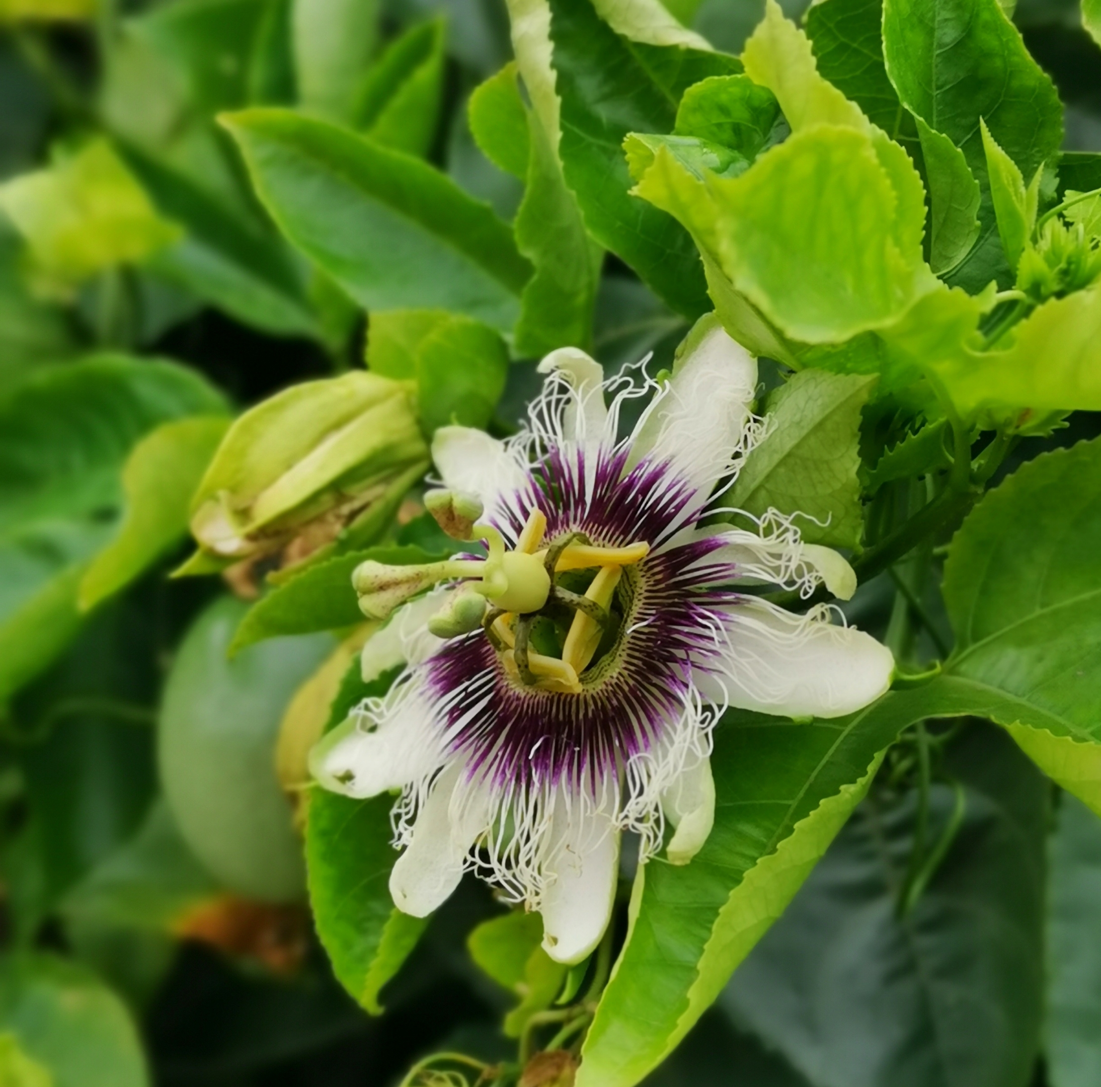 百香果的花与果