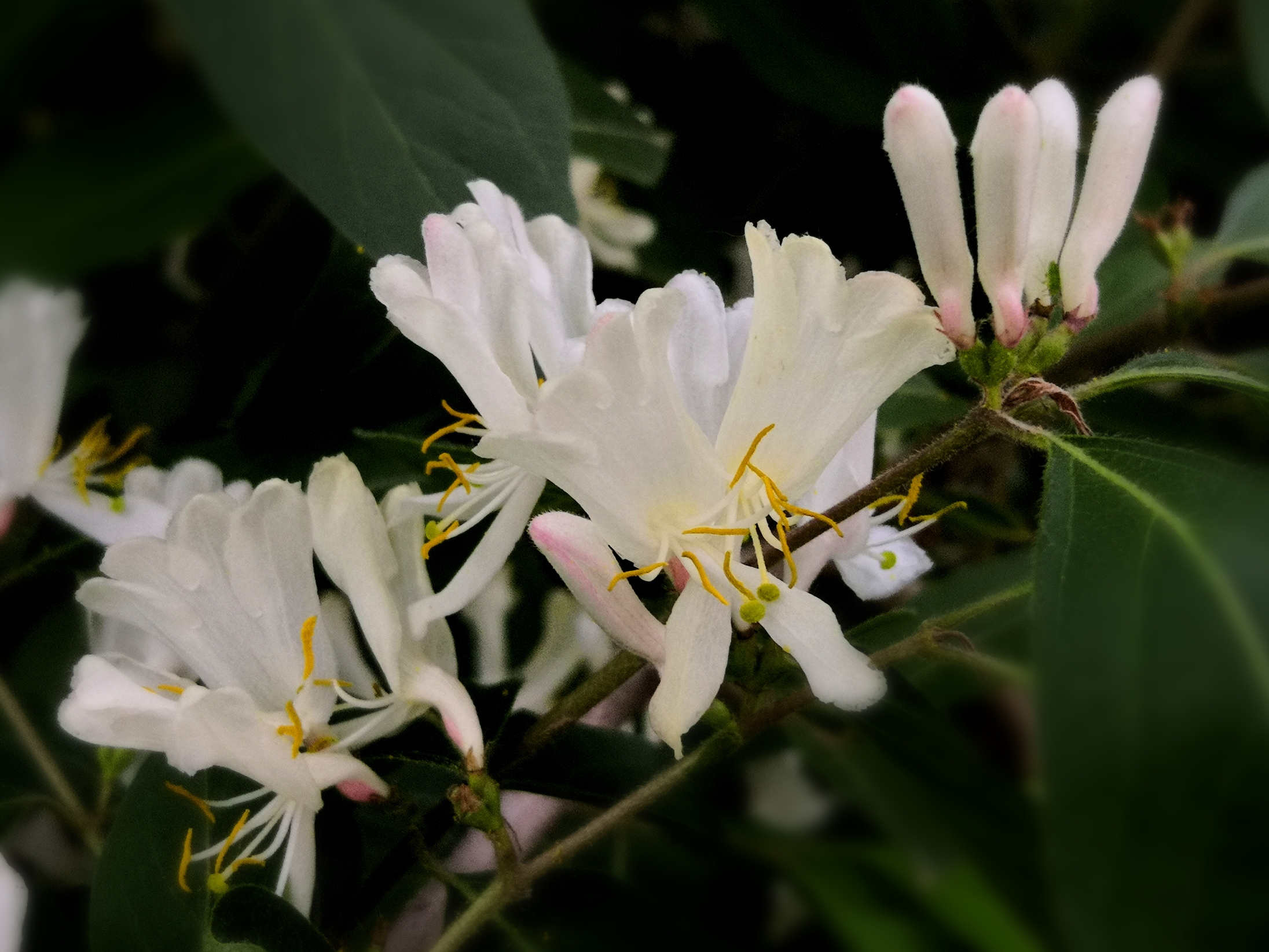 金银木花兼论与金银花的区别【首发】