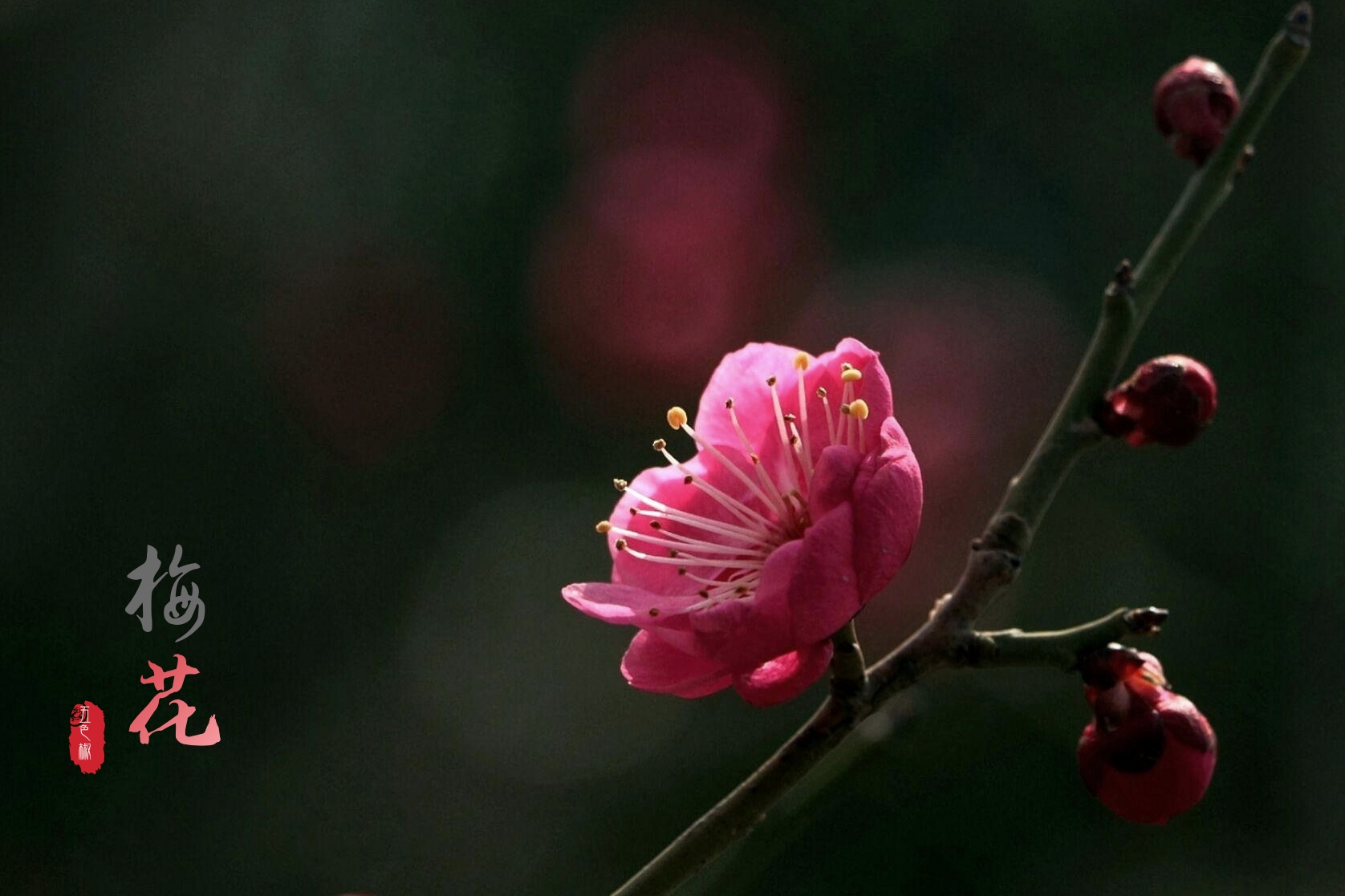 最美分享·梅花