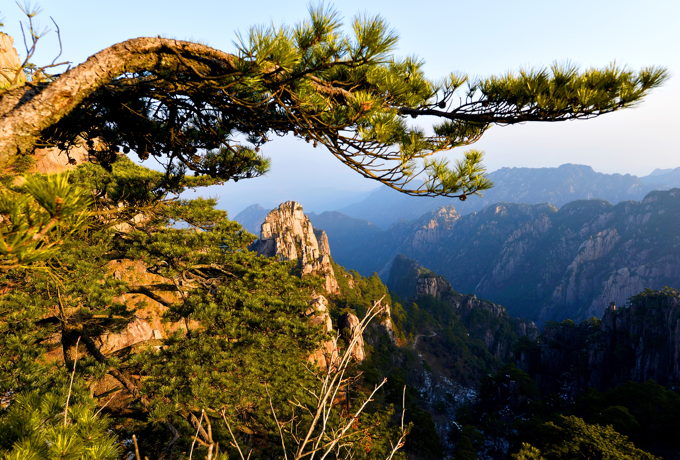 冬游黄山之劲松(首发)