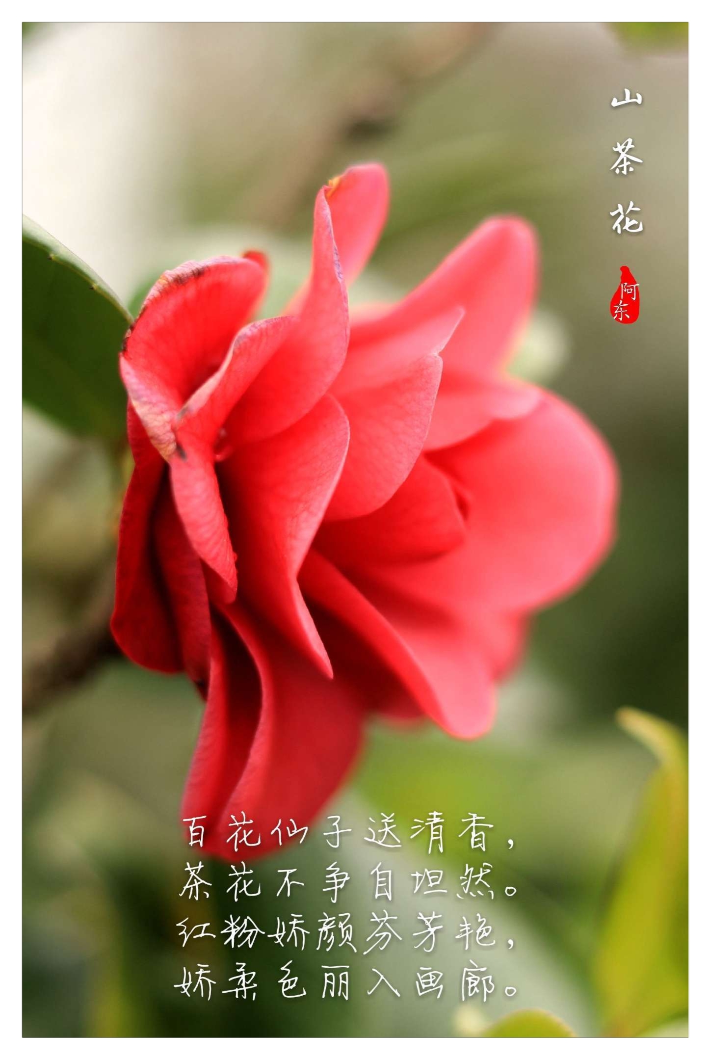 《山茶花》