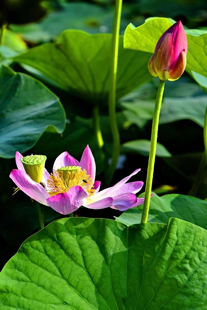 繁花似锦度夏炎（图6）