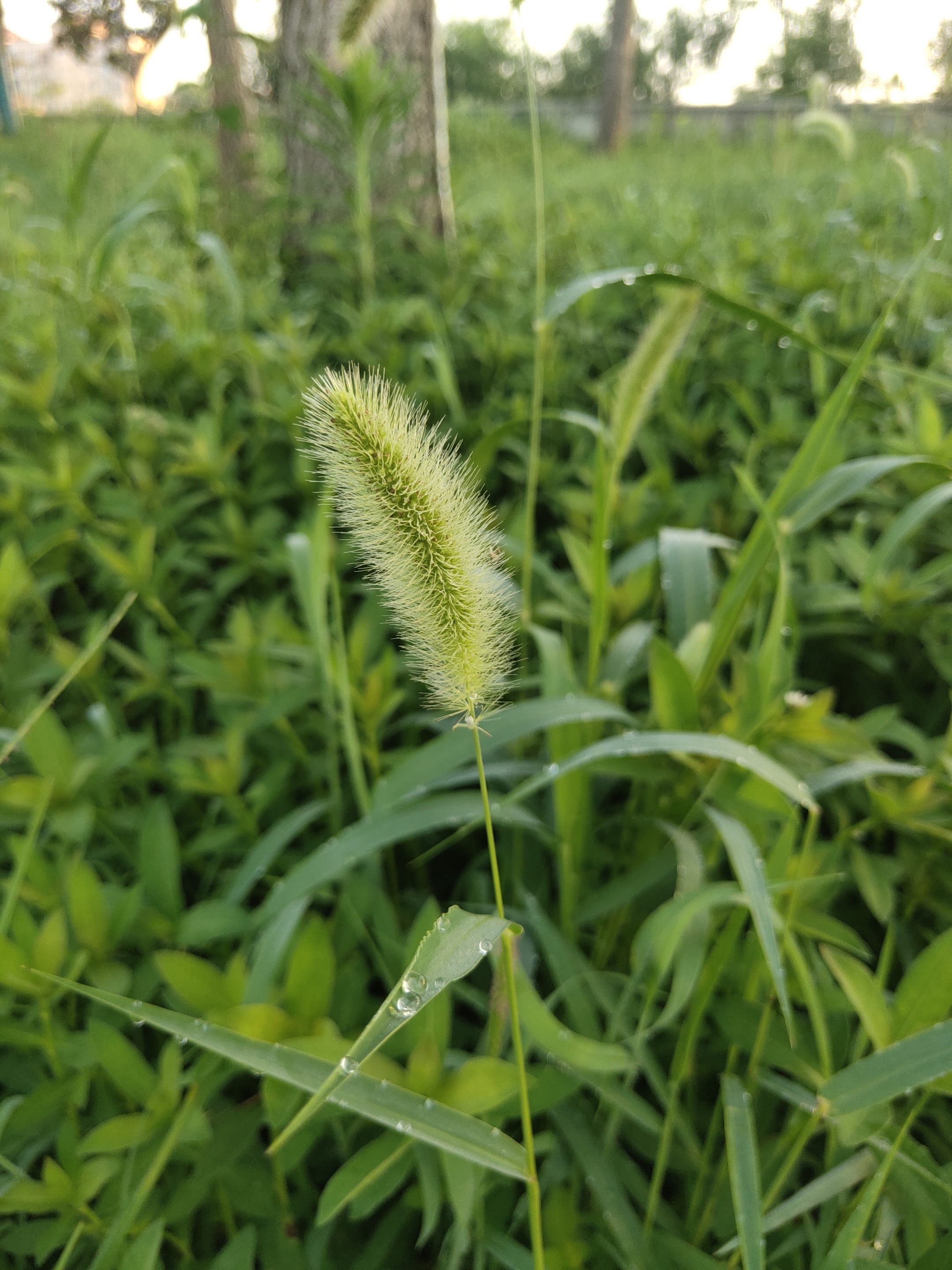 狗尾巴草