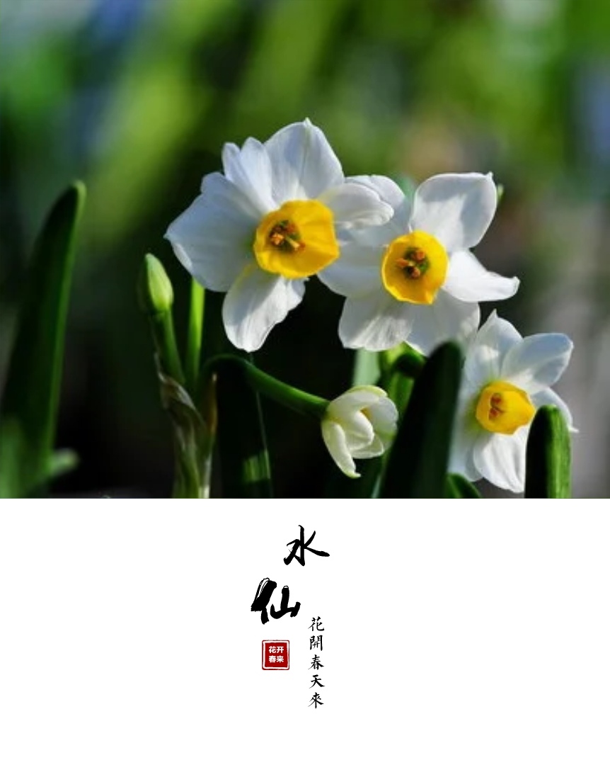 水仙花开