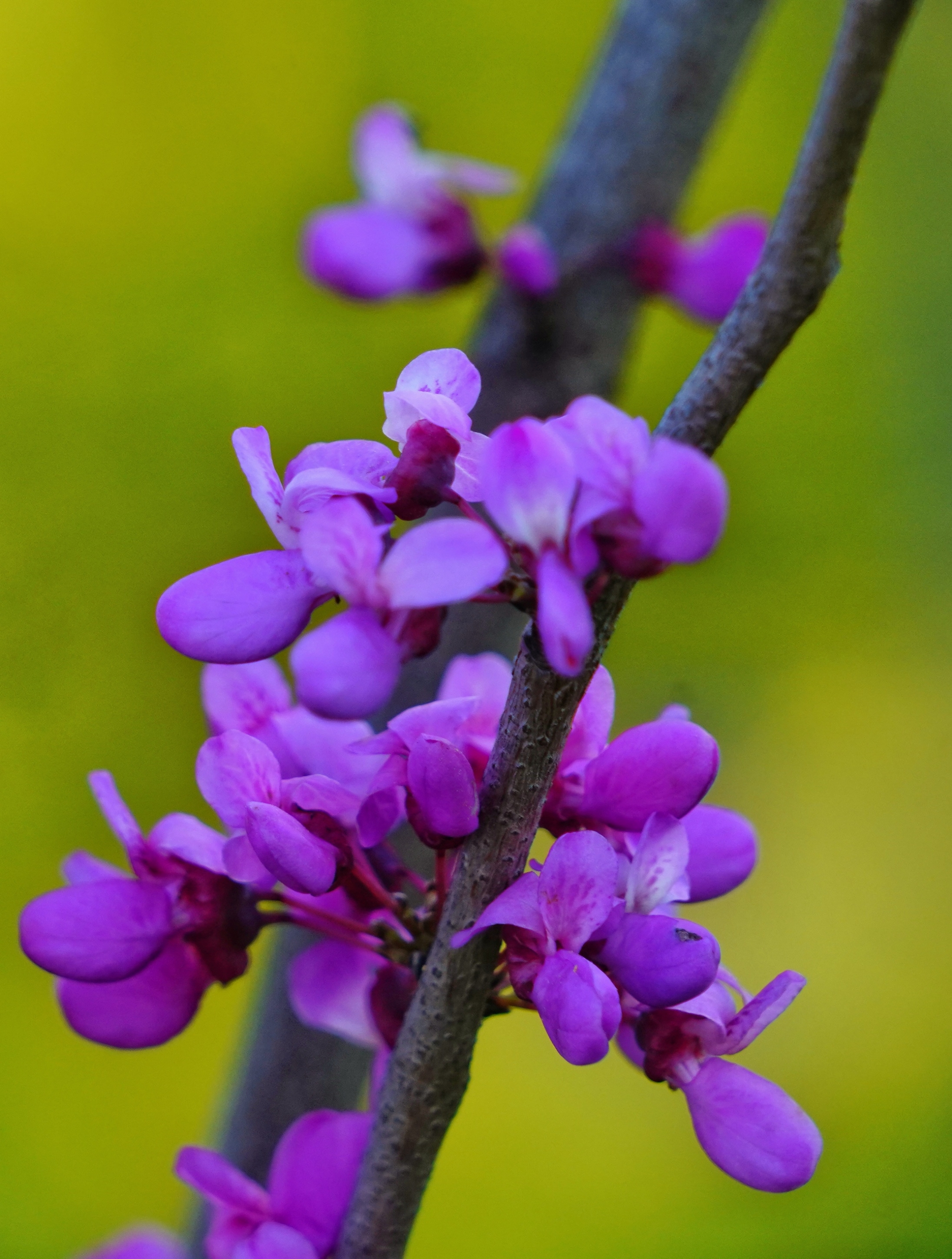 紫荆树的花与豆荚