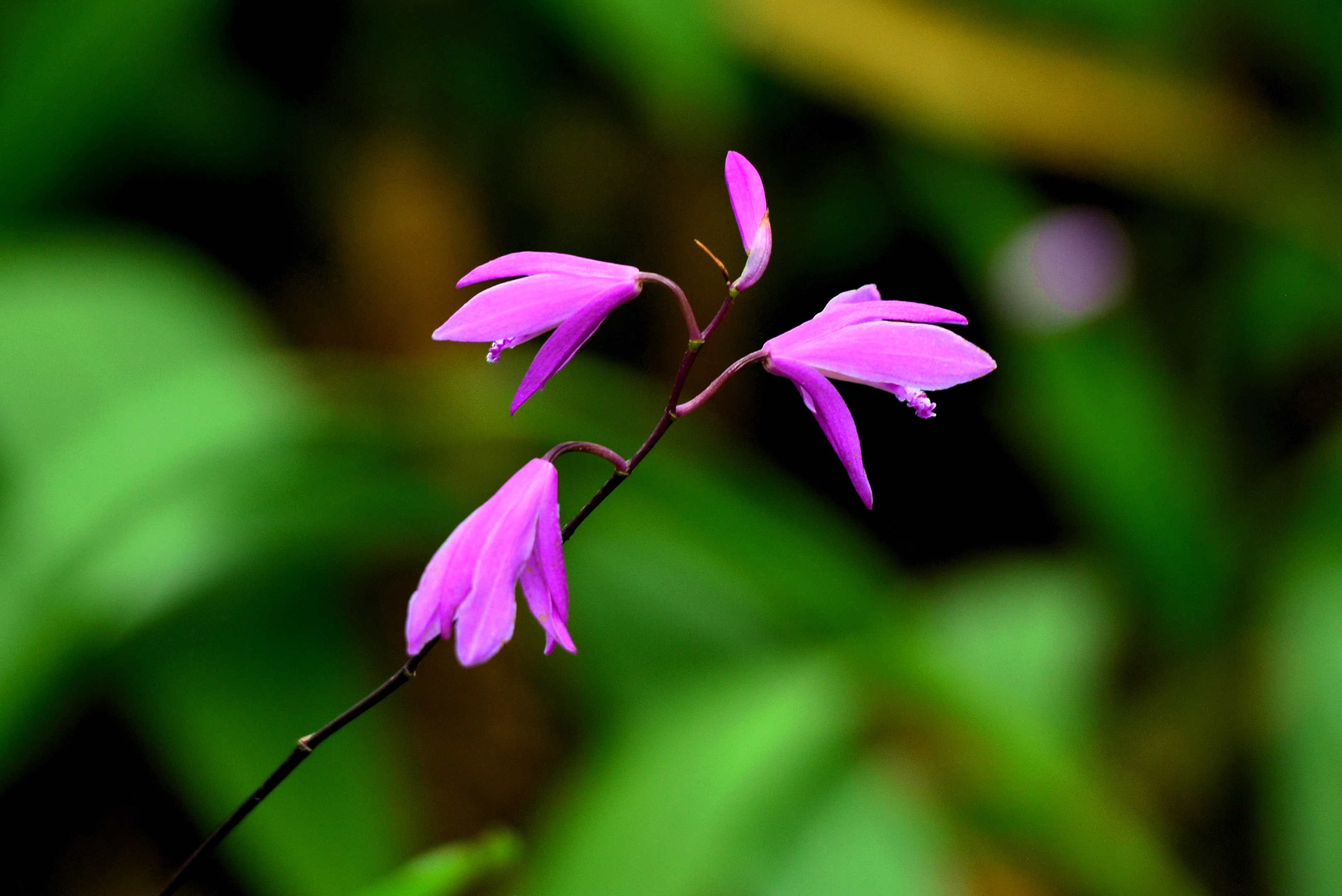 【首发】白芨花