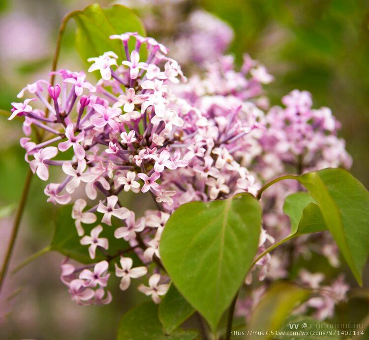 紫色丁香花